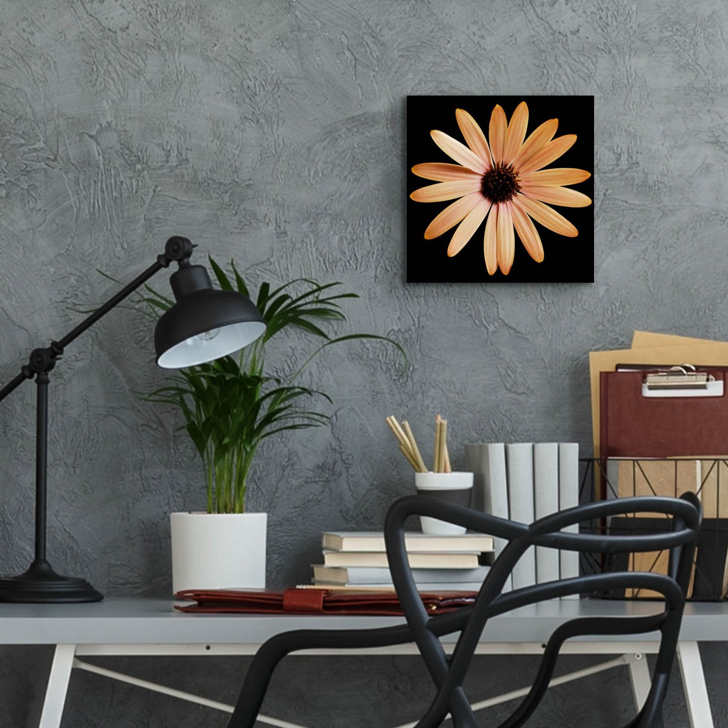 Epic Art 'Osteospurmum on Black 01' by Tom Quartermaine, Acrylic Glass Wall Art,12x12