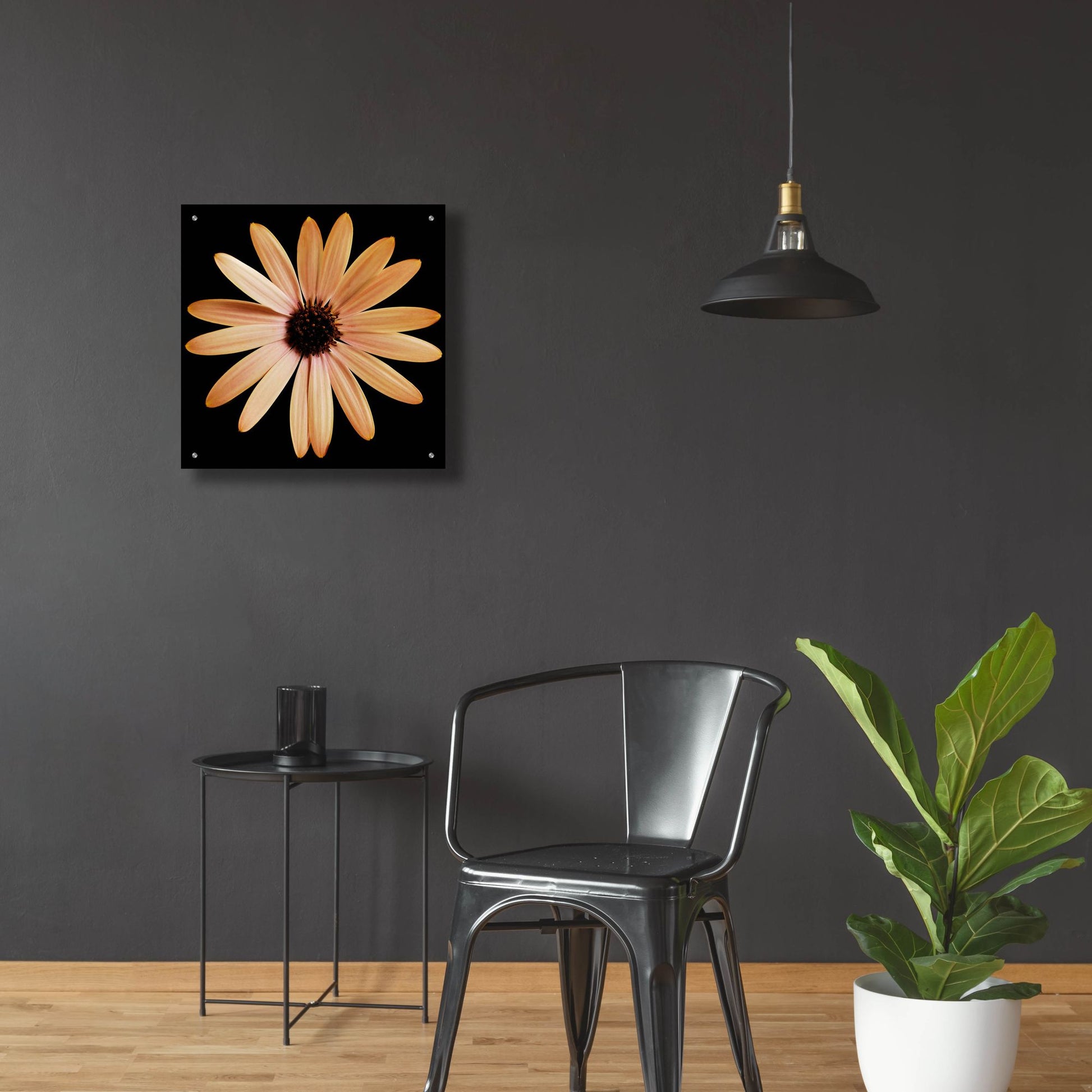 Epic Art 'Osteospurmum on Black 01' by Tom Quartermaine, Acrylic Glass Wall Art,24x24