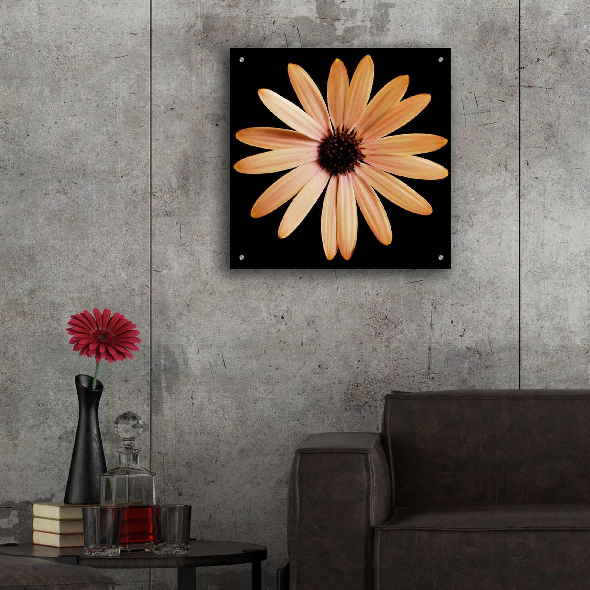 Epic Art 'Osteospurmum on Black 01' by Tom Quartermaine, Acrylic Glass Wall Art,24x24