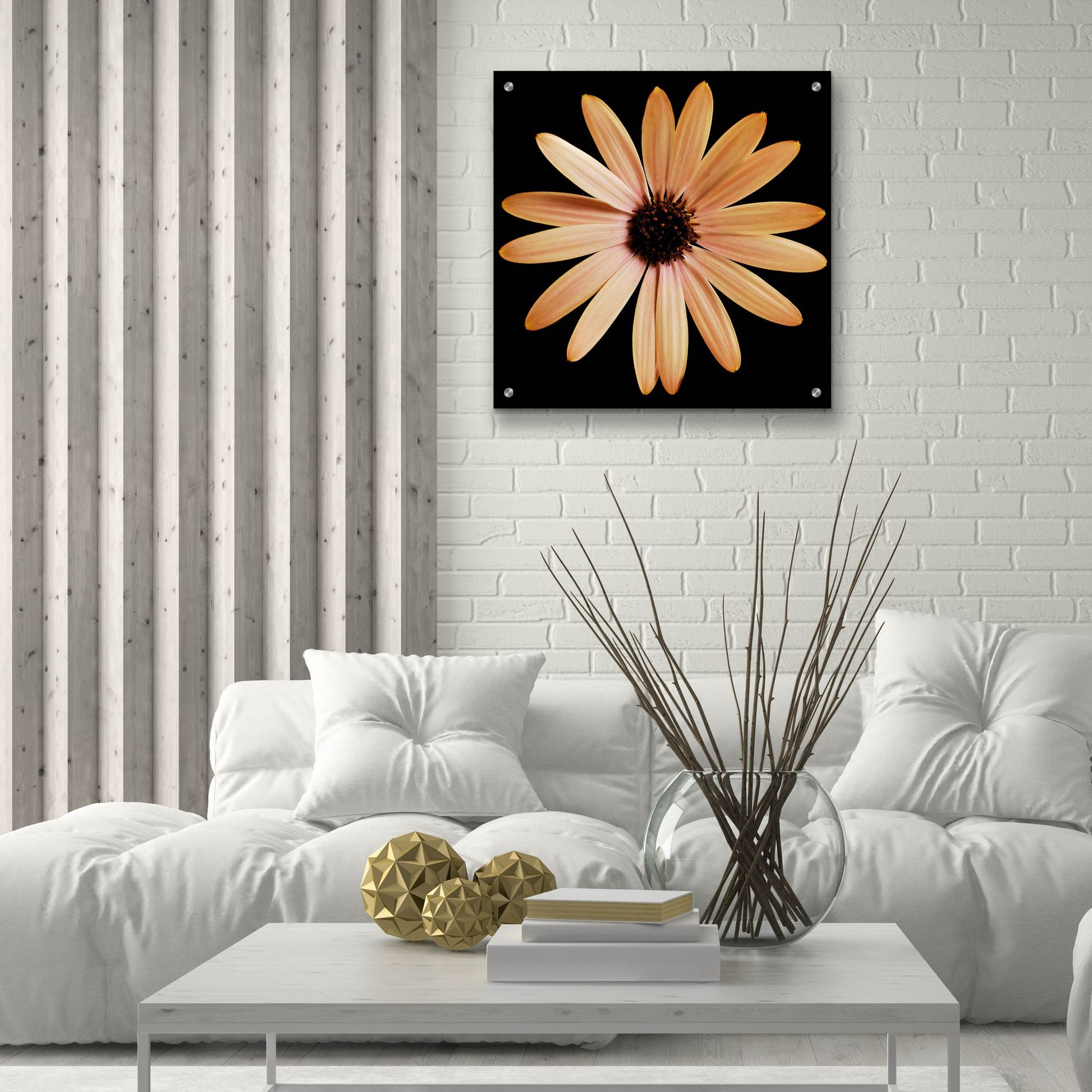 Epic Art 'Osteospurmum on Black 01' by Tom Quartermaine, Acrylic Glass Wall Art,24x24