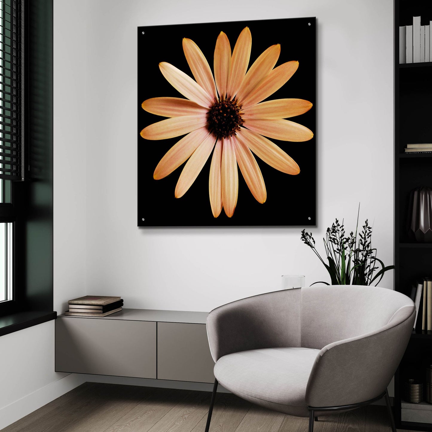 Epic Art 'Osteospurmum on Black 01' by Tom Quartermaine, Acrylic Glass Wall Art,36x36