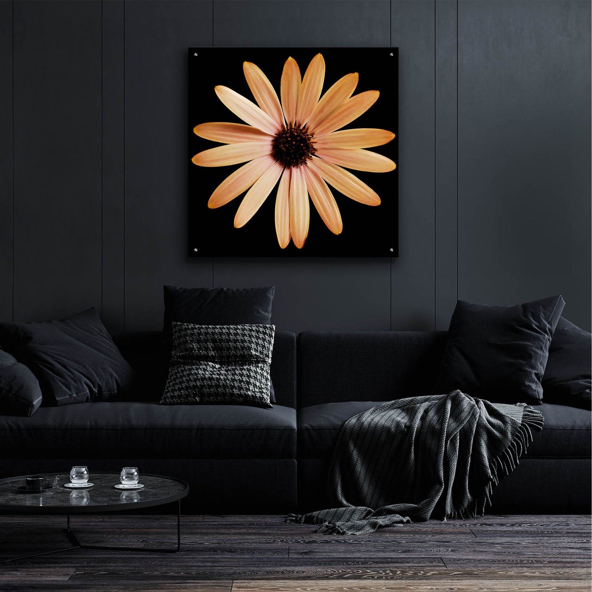 Epic Art 'Osteospurmum on Black 01' by Tom Quartermaine, Acrylic Glass Wall Art,36x36