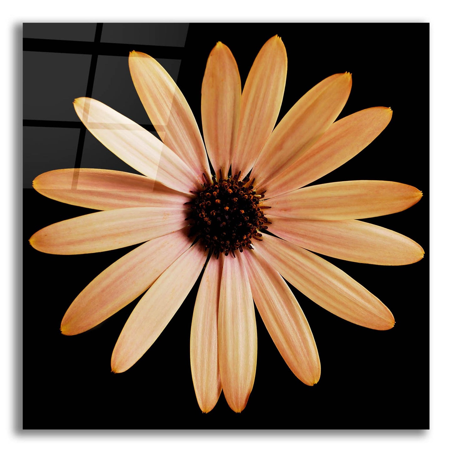 Epic Art 'Osteospurmum on Black 01' by Tom Quartermaine, Acrylic Glass Wall Art