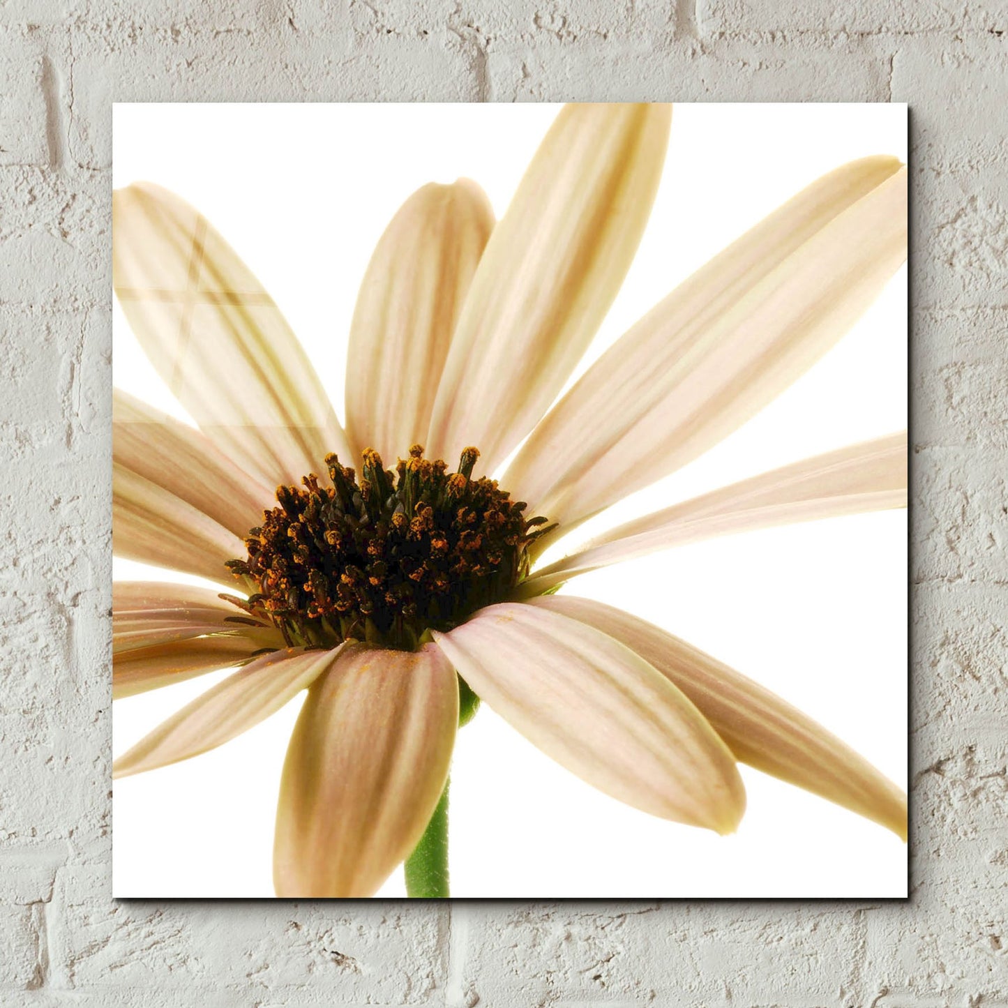 Epic Art 'Osteospurmum on White 01' by Tom Quartermaine, Acrylic Glass Wall Art,12x12