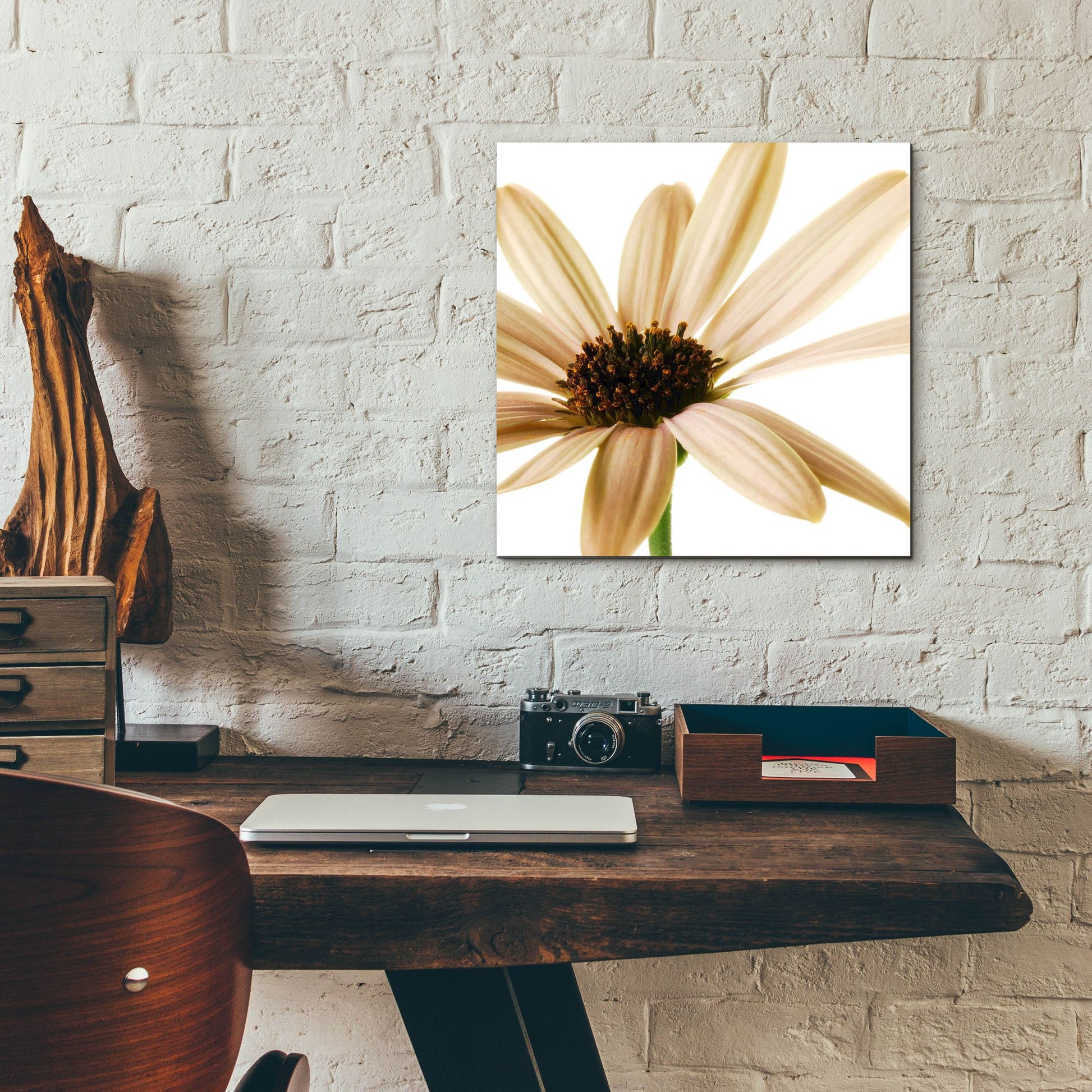 Epic Art 'Osteospurmum on White 01' by Tom Quartermaine, Acrylic Glass Wall Art,12x12