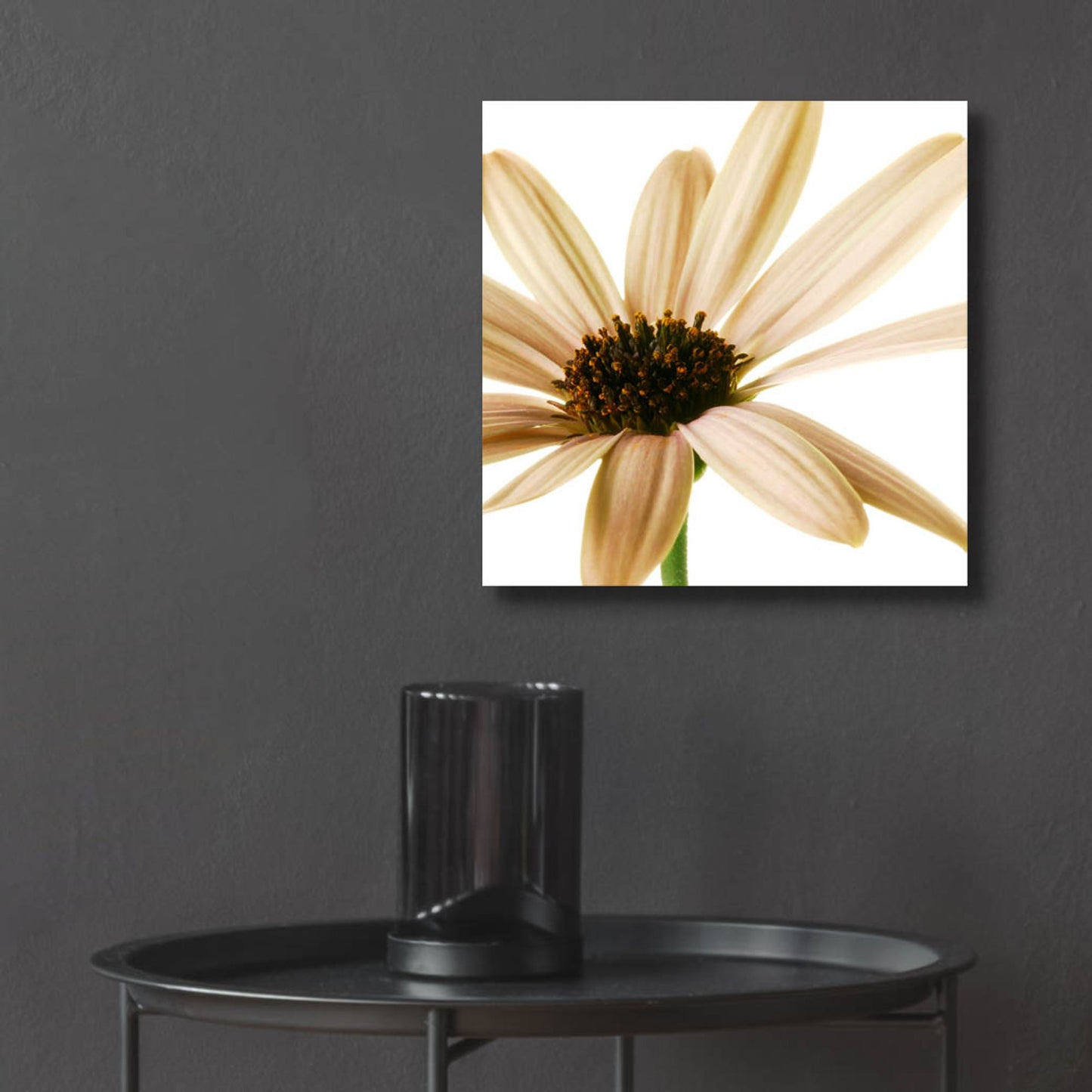 Epic Art 'Osteospurmum on White 01' by Tom Quartermaine, Acrylic Glass Wall Art,12x12