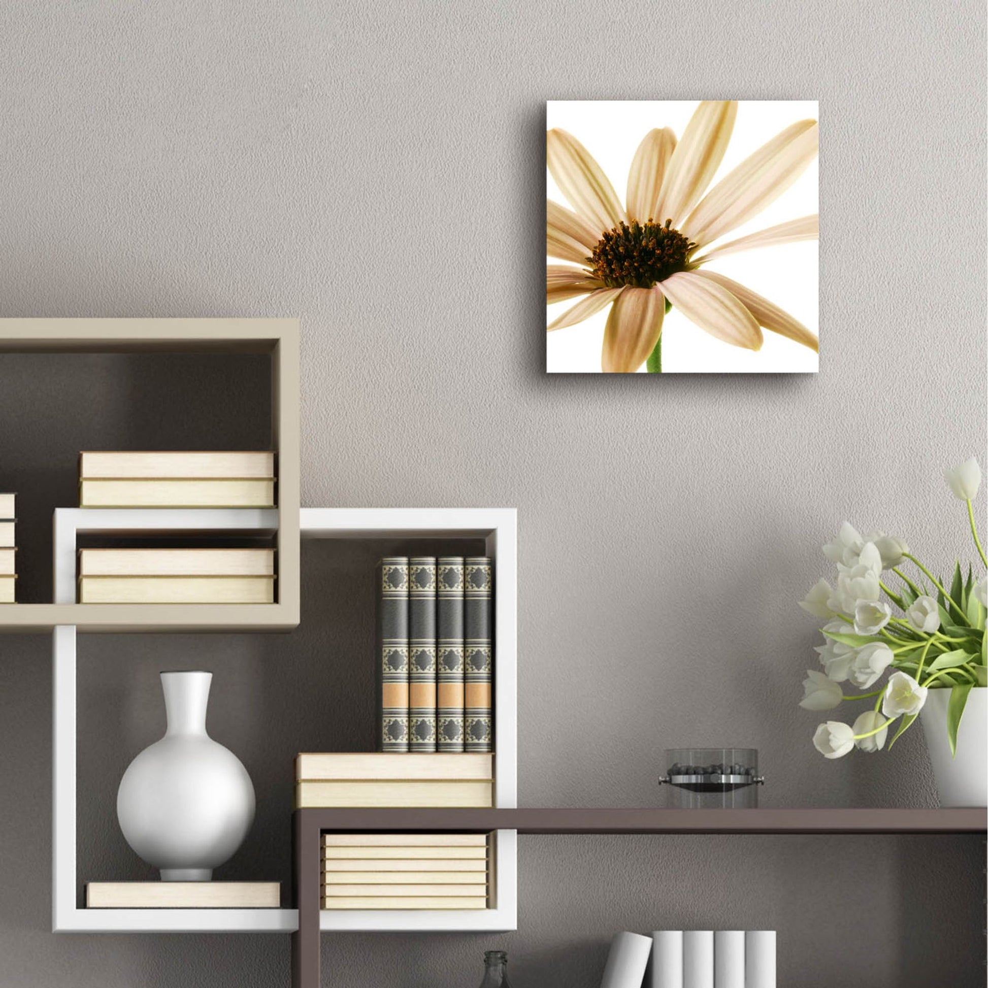 Epic Art 'Osteospurmum on White 01' by Tom Quartermaine, Acrylic Glass Wall Art,12x12