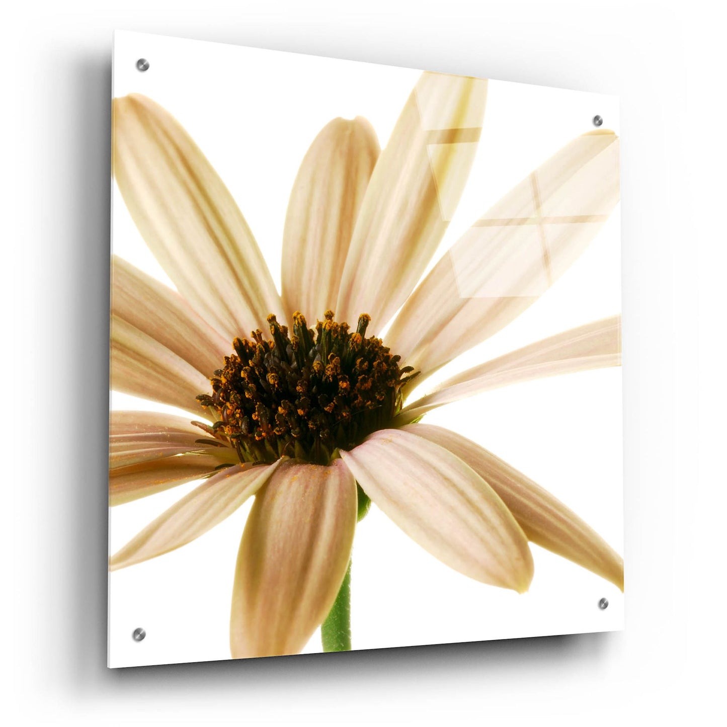 Epic Art 'Osteospurmum on White 01' by Tom Quartermaine, Acrylic Glass Wall Art,24x24