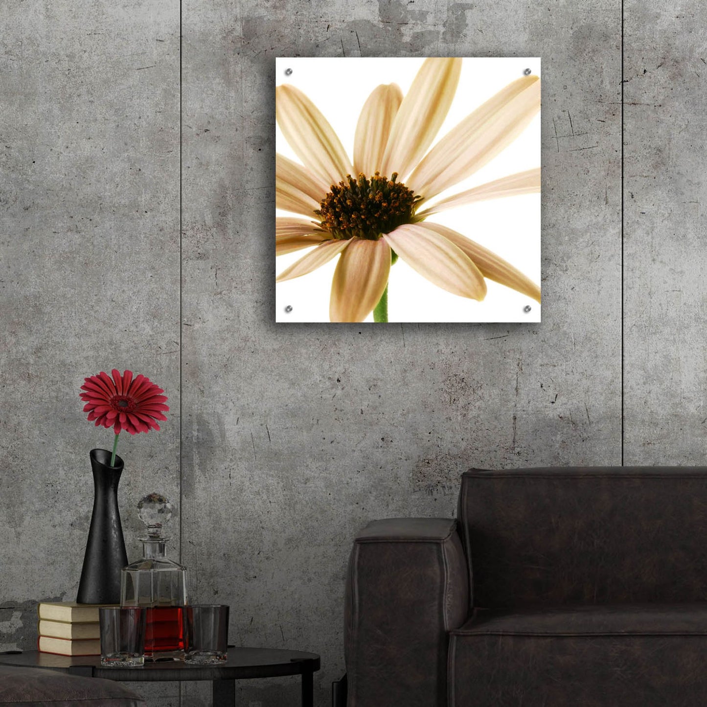 Epic Art 'Osteospurmum on White 01' by Tom Quartermaine, Acrylic Glass Wall Art,24x24