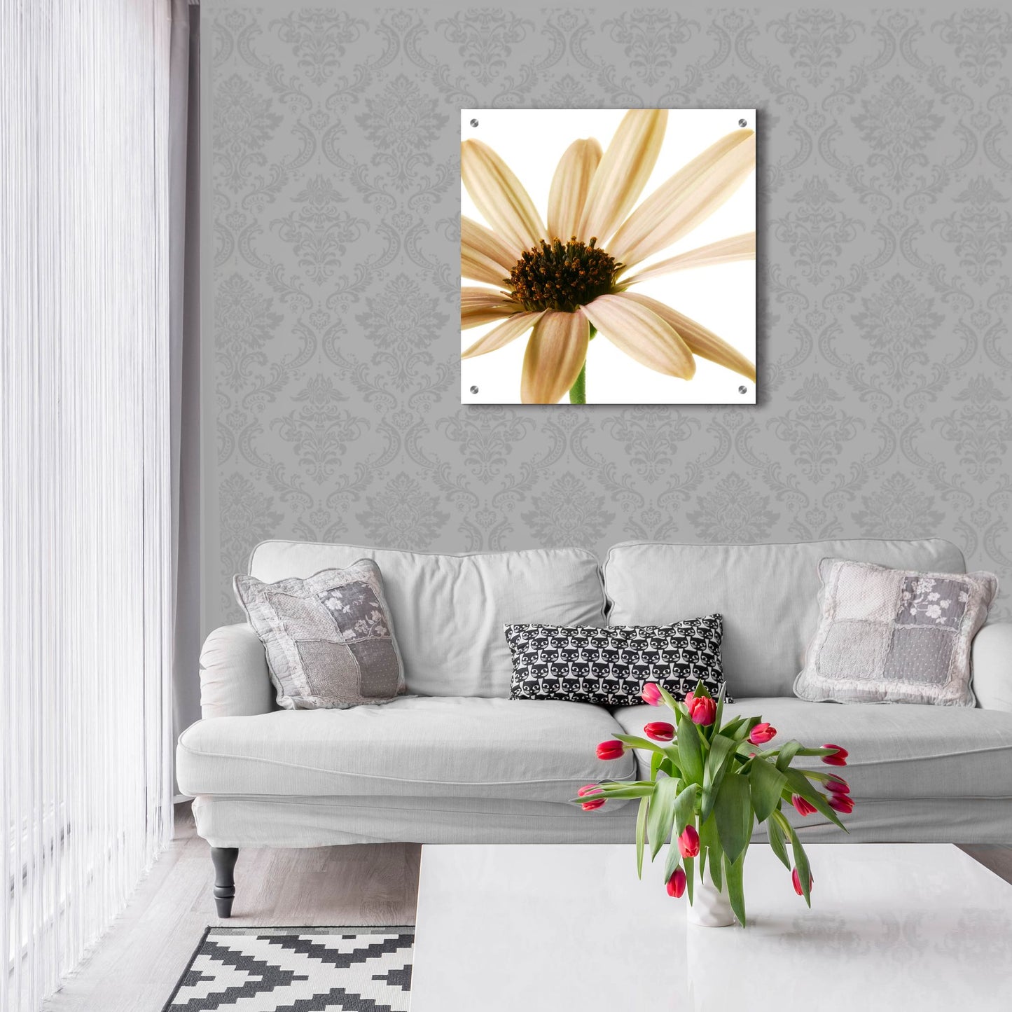 Epic Art 'Osteospurmum on White 01' by Tom Quartermaine, Acrylic Glass Wall Art,24x24