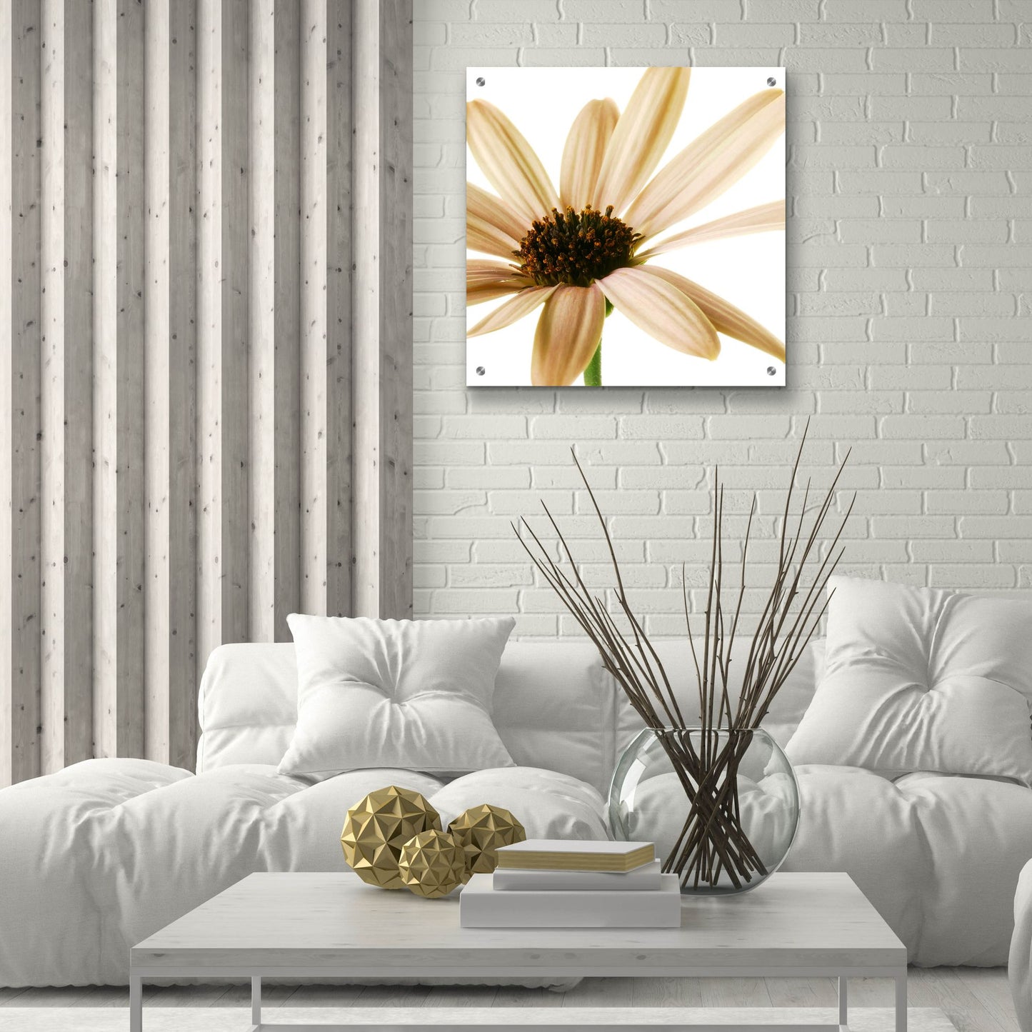 Epic Art 'Osteospurmum on White 01' by Tom Quartermaine, Acrylic Glass Wall Art,24x24