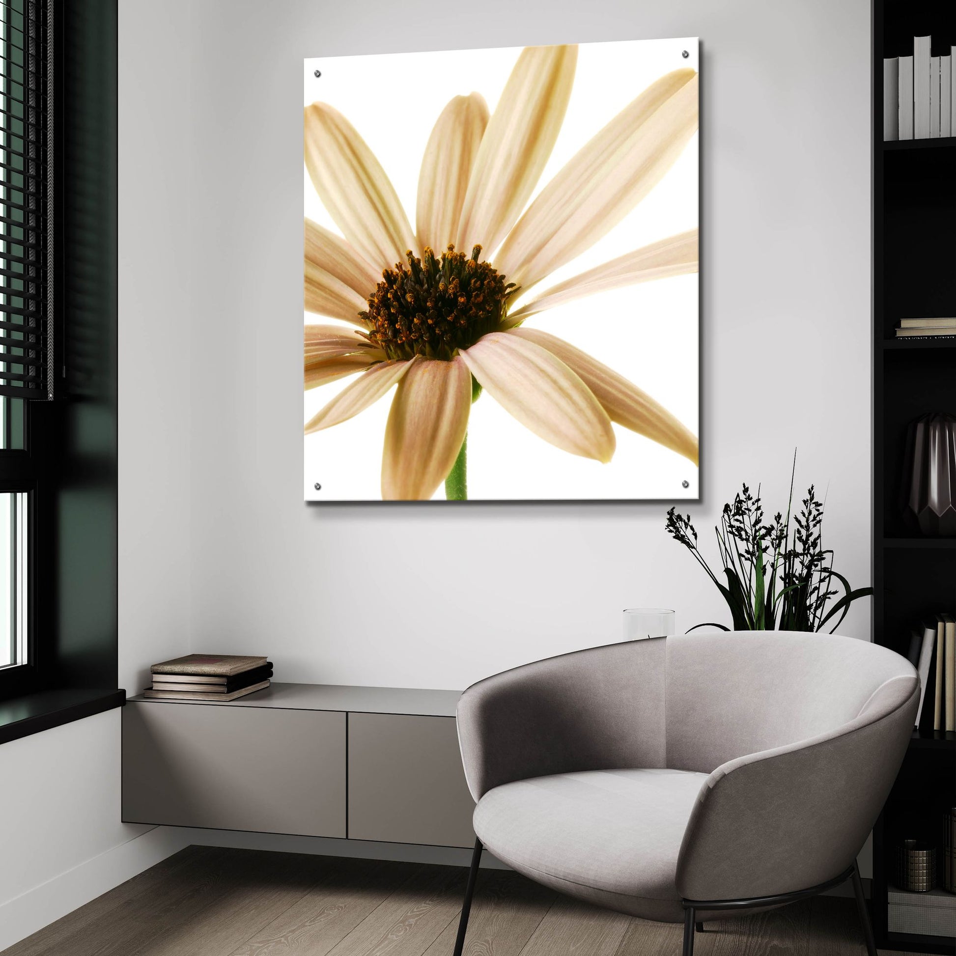 Epic Art 'Osteospurmum on White 01' by Tom Quartermaine, Acrylic Glass Wall Art,36x36