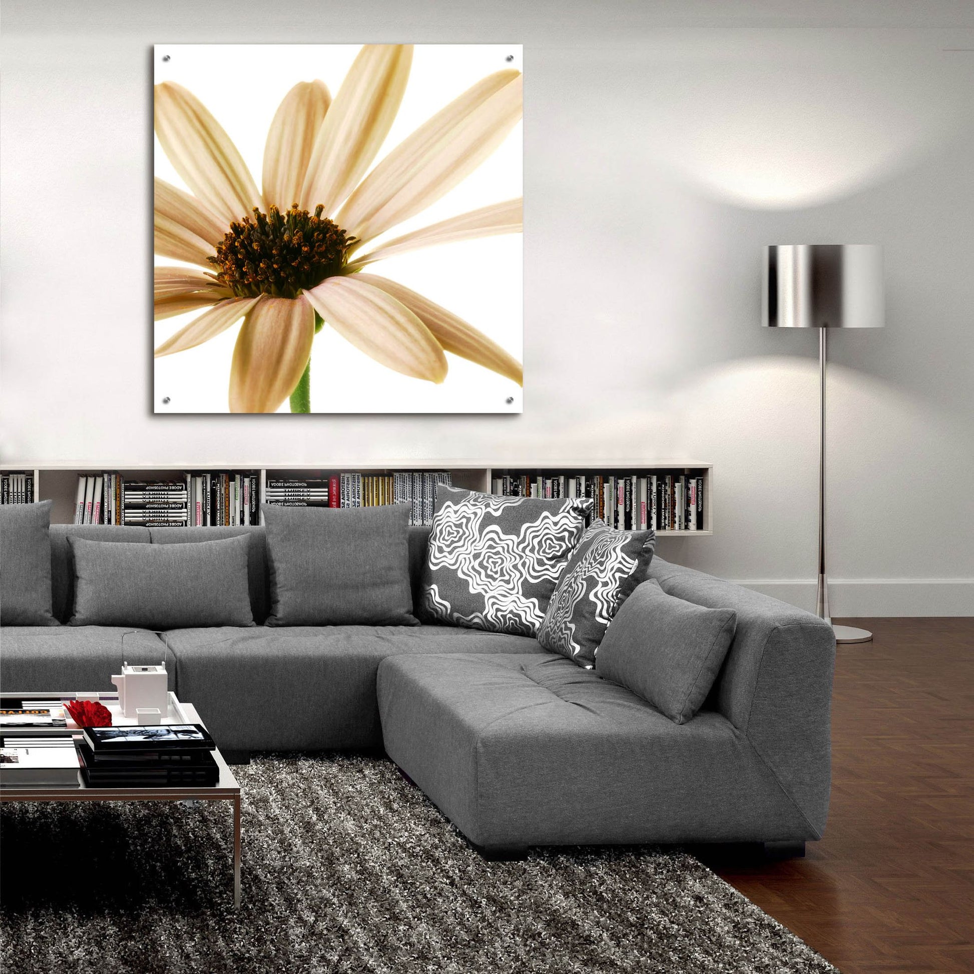 Epic Art 'Osteospurmum on White 01' by Tom Quartermaine, Acrylic Glass Wall Art,36x36