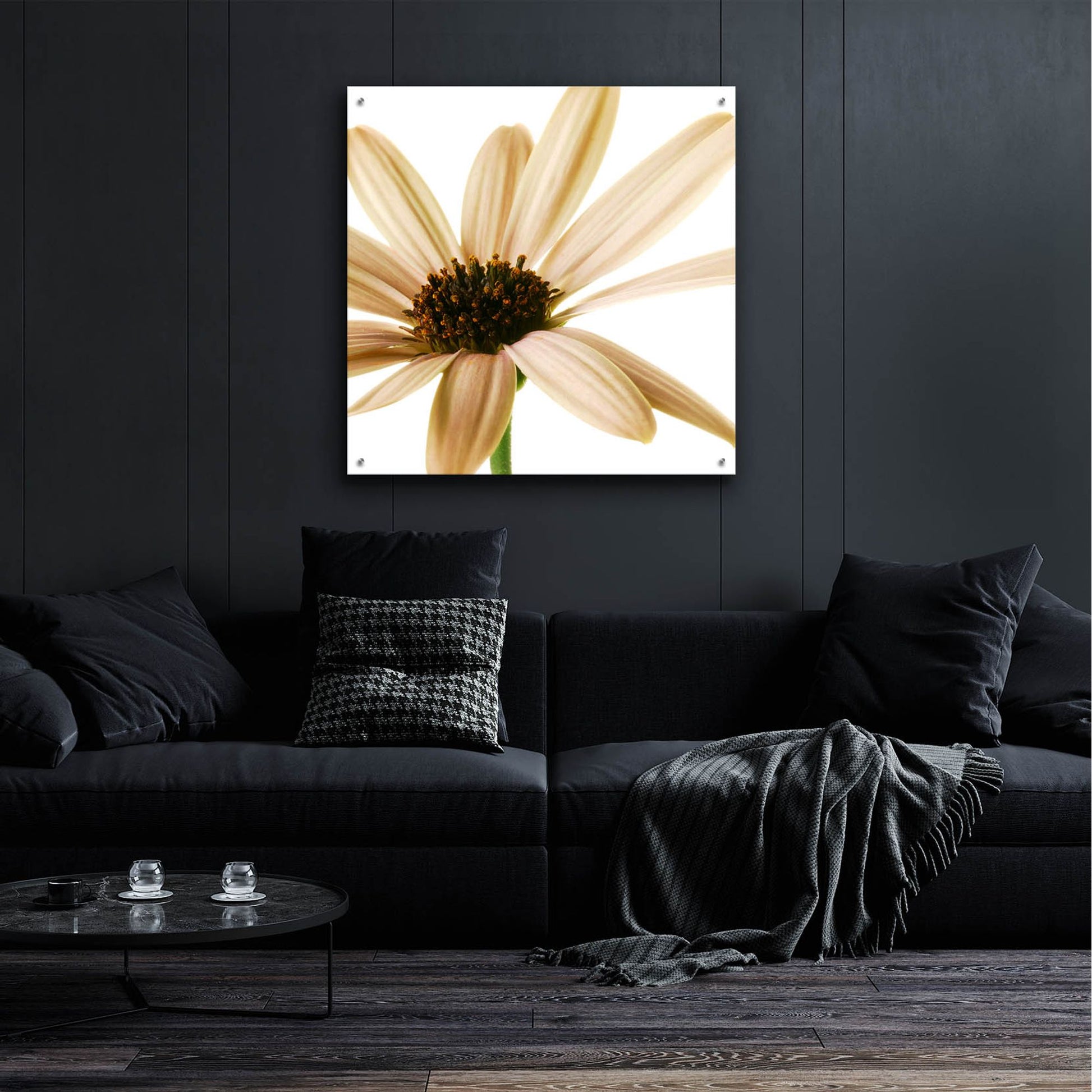 Epic Art 'Osteospurmum on White 01' by Tom Quartermaine, Acrylic Glass Wall Art,36x36