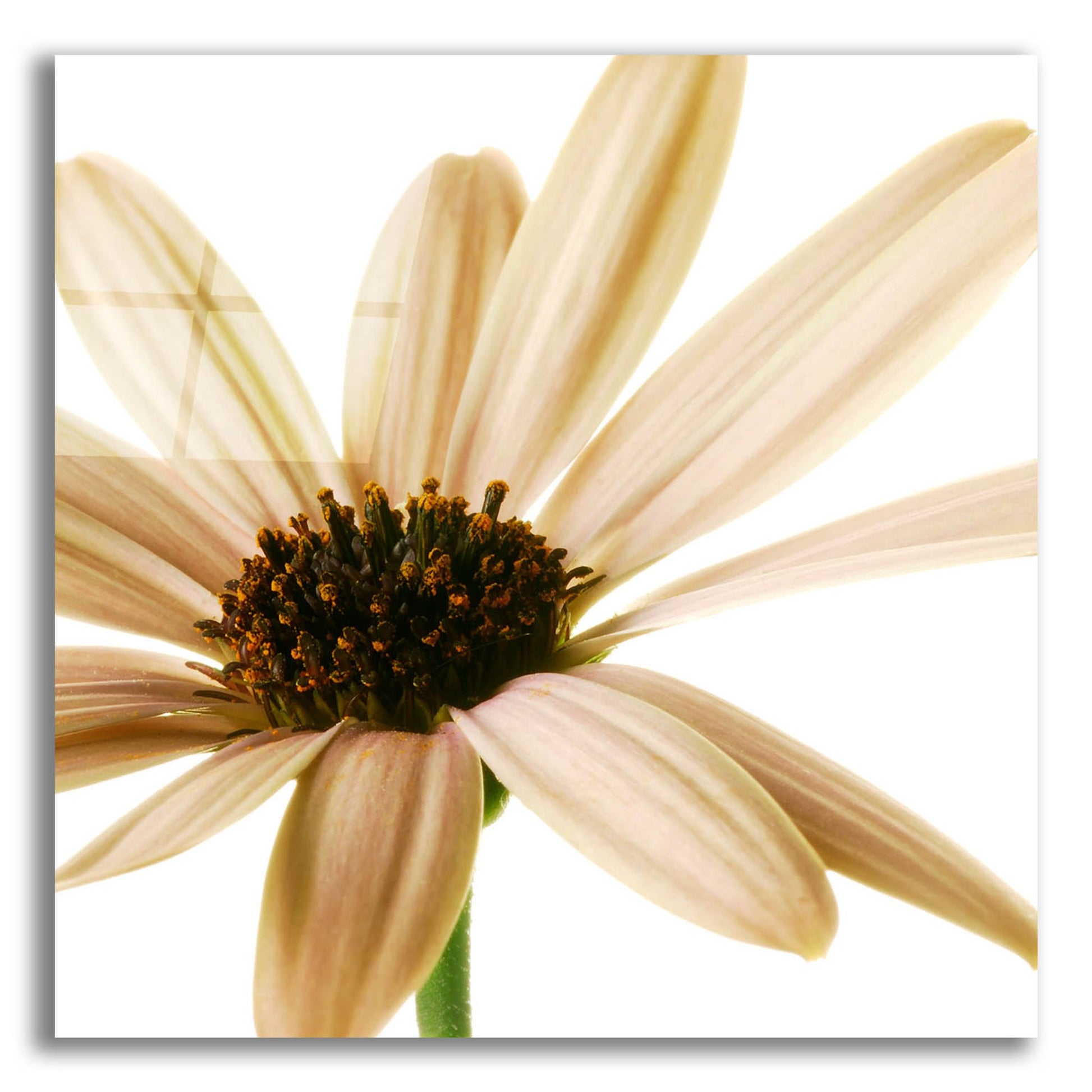 Epic Art 'Osteospurmum on White 01' by Tom Quartermaine, Acrylic Glass Wall Art