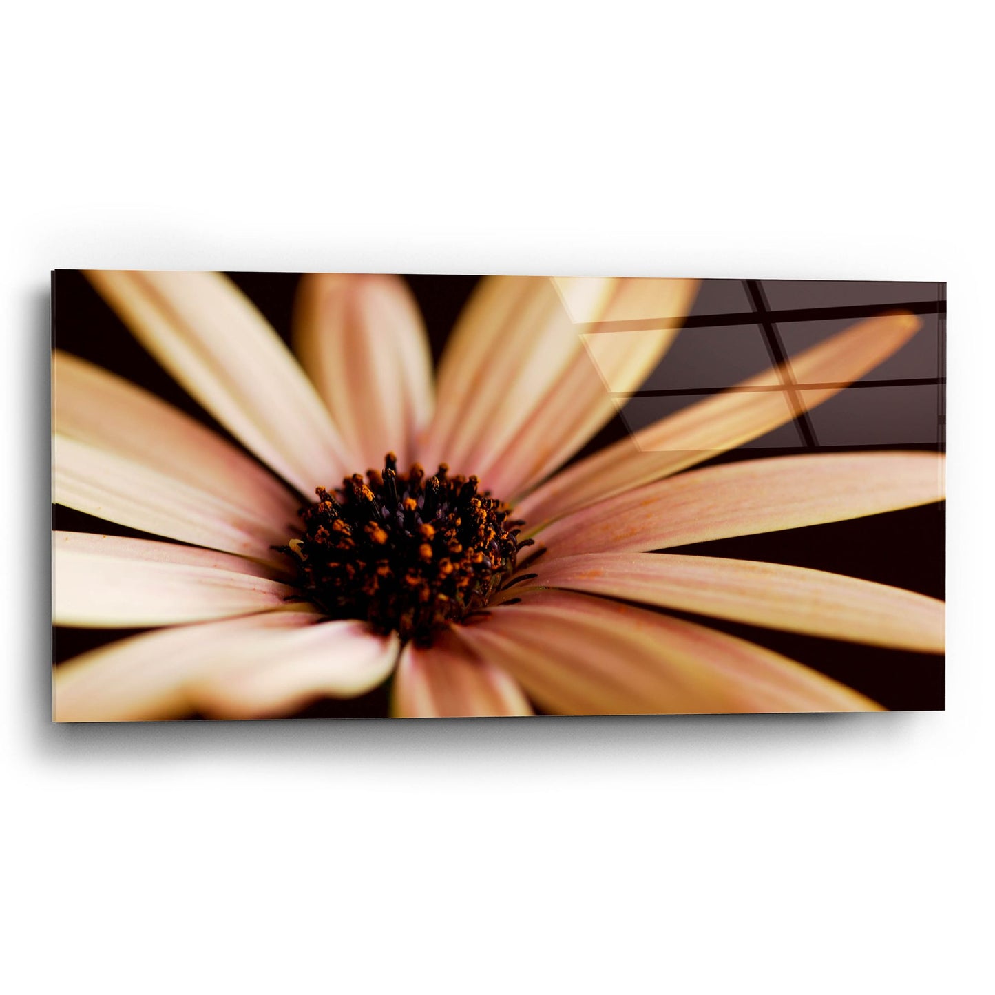 Epic Art 'Osteospurmum on Black 02' by Tom Quartermaine, Acrylic Glass Wall Art,24x12