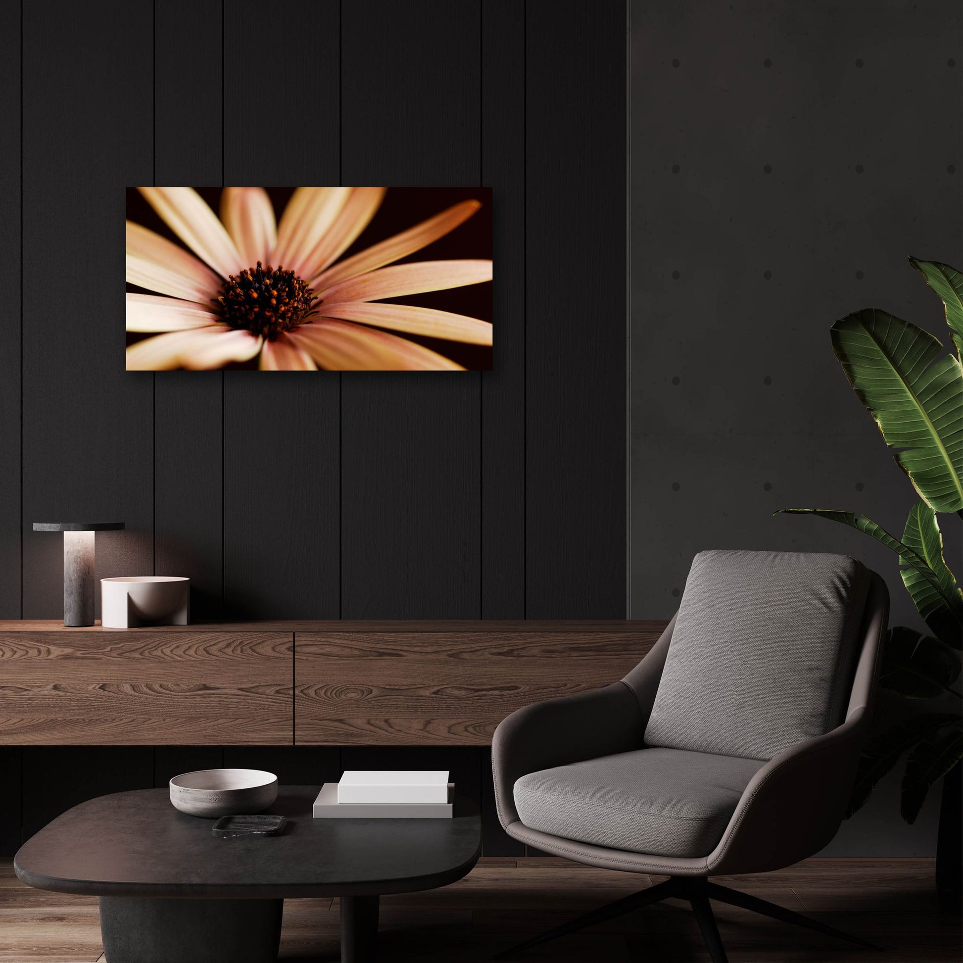 Epic Art 'Osteospurmum on Black 02' by Tom Quartermaine, Acrylic Glass Wall Art,24x12