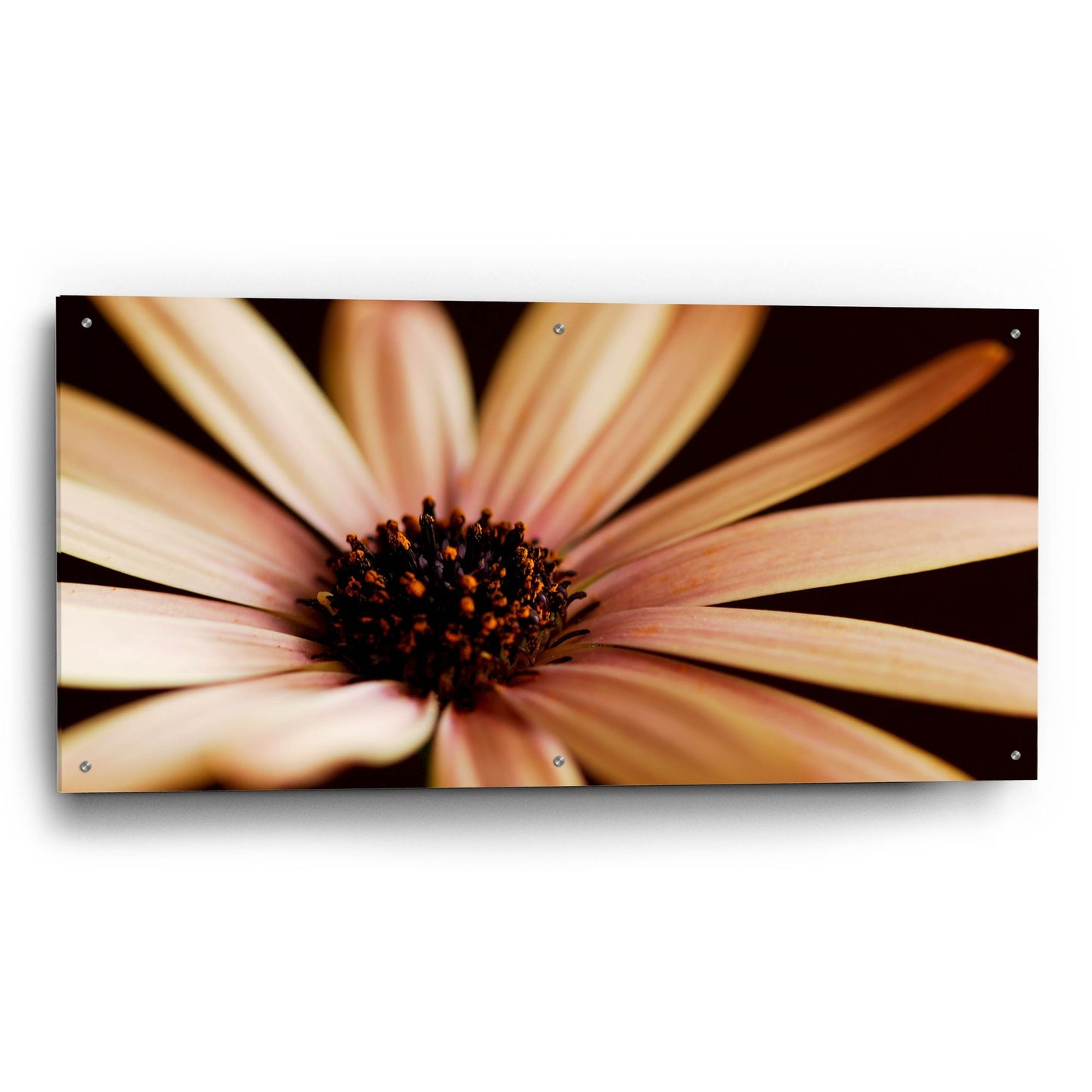 Epic Art 'Osteospurmum on Black 02' by Tom Quartermaine, Acrylic Glass Wall Art,48x24