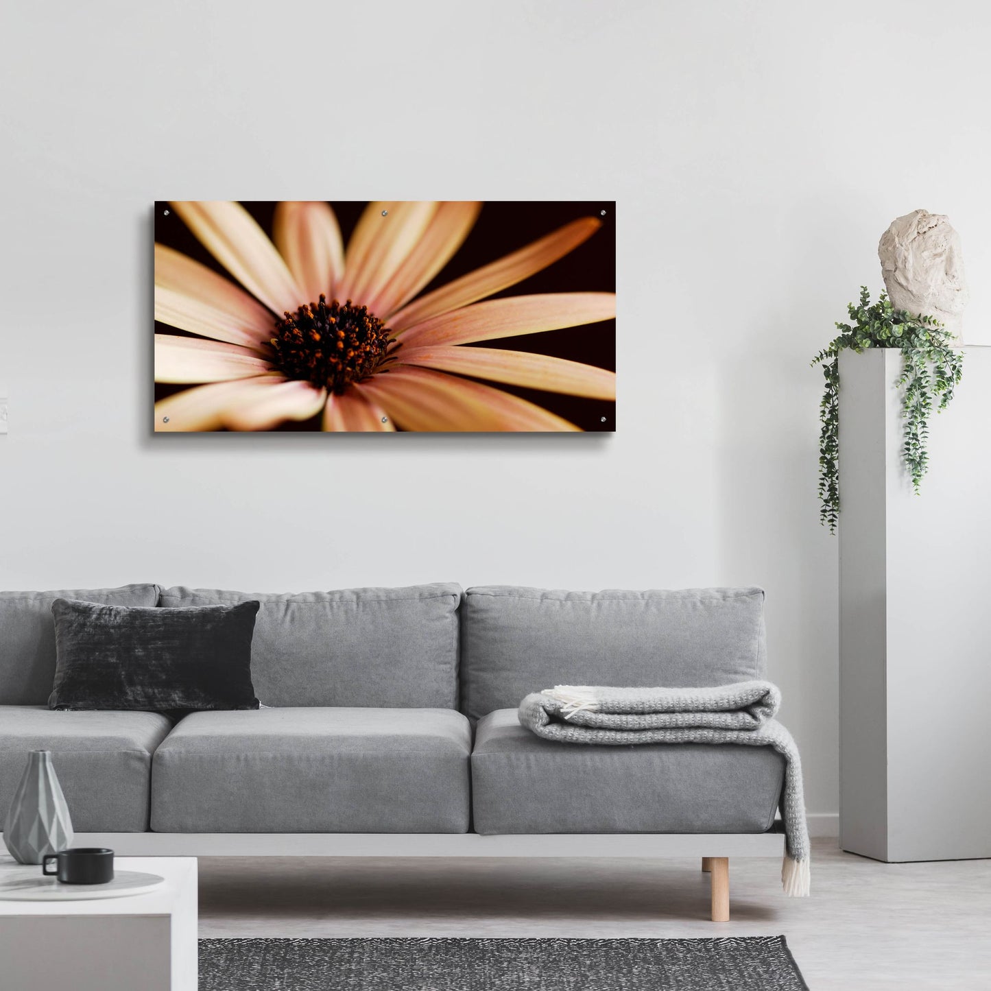 Epic Art 'Osteospurmum on Black 02' by Tom Quartermaine, Acrylic Glass Wall Art,48x24