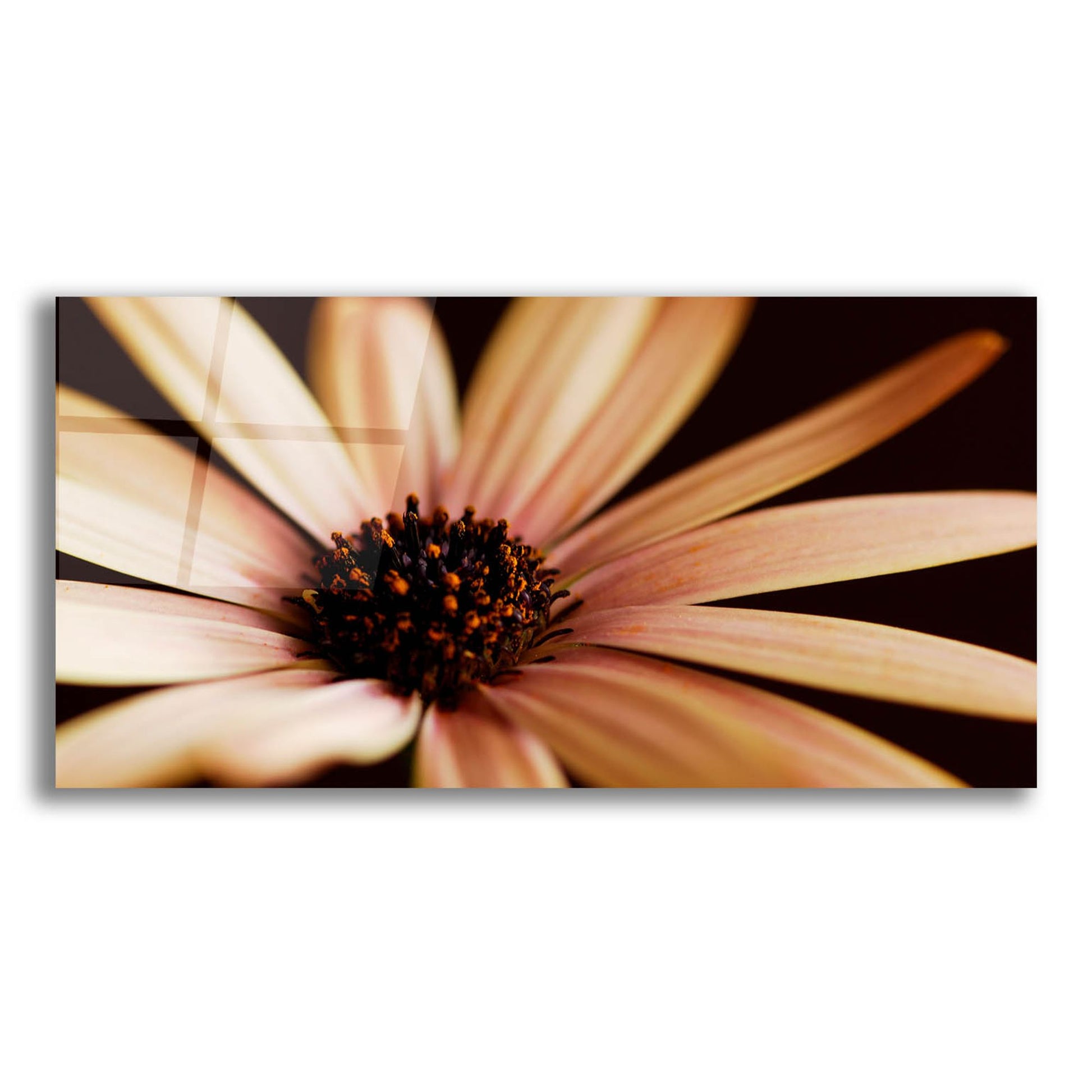 Epic Art 'Osteospurmum on Black 02' by Tom Quartermaine, Acrylic Glass Wall Art