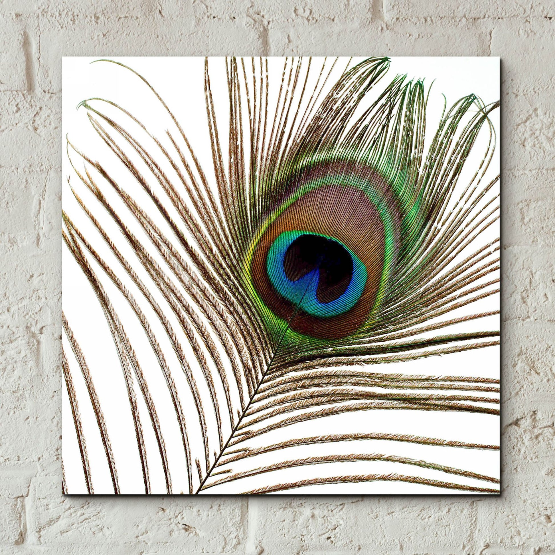 Epic Art 'Peacock Feather 01' by Tom Quartermaine, Acrylic Glass Wall Art,12x12