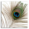 Epic Art 'Peacock Feather 01' by Tom Quartermaine, Acrylic Glass Wall Art