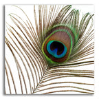 Epic Art 'Peacock Feather 01' by Tom Quartermaine, Acrylic Glass Wall Art