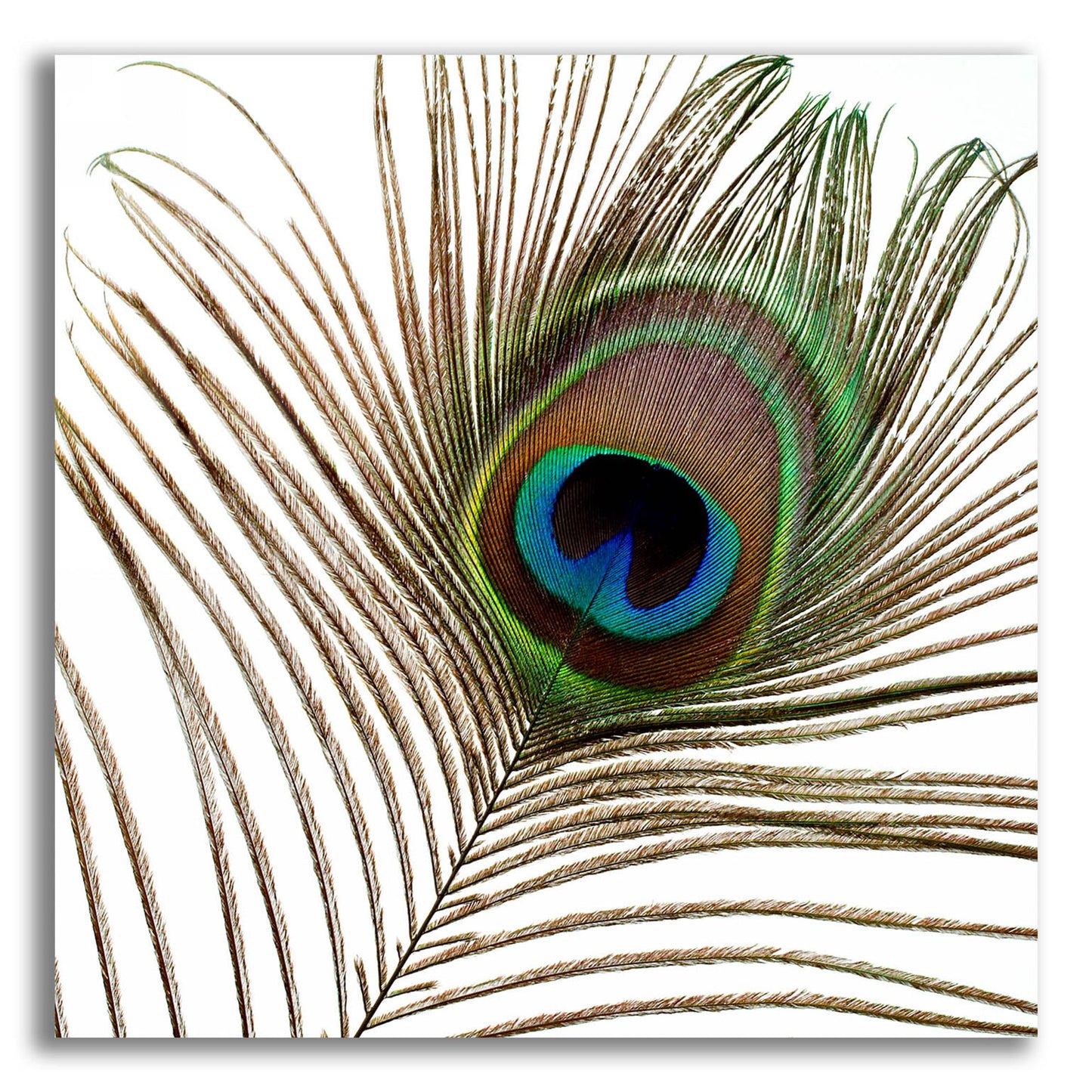 Epic Art 'Peacock Feather 01' by Tom Quartermaine, Acrylic Glass Wall Art