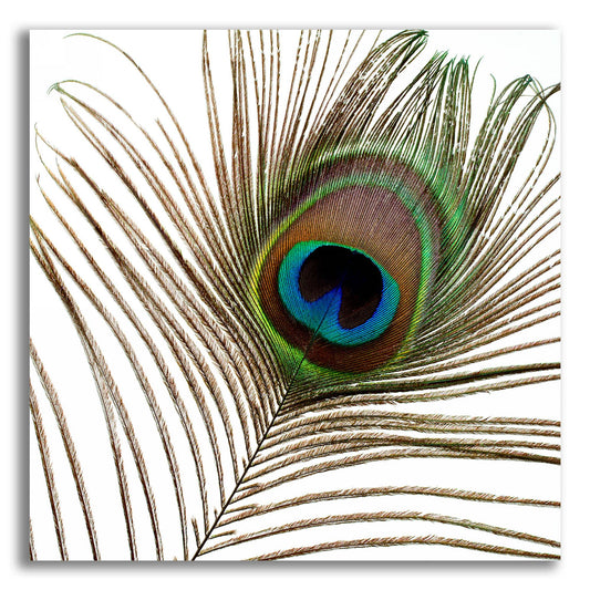 Epic Art 'Peacock Feather 01' by Tom Quartermaine, Acrylic Glass Wall Art