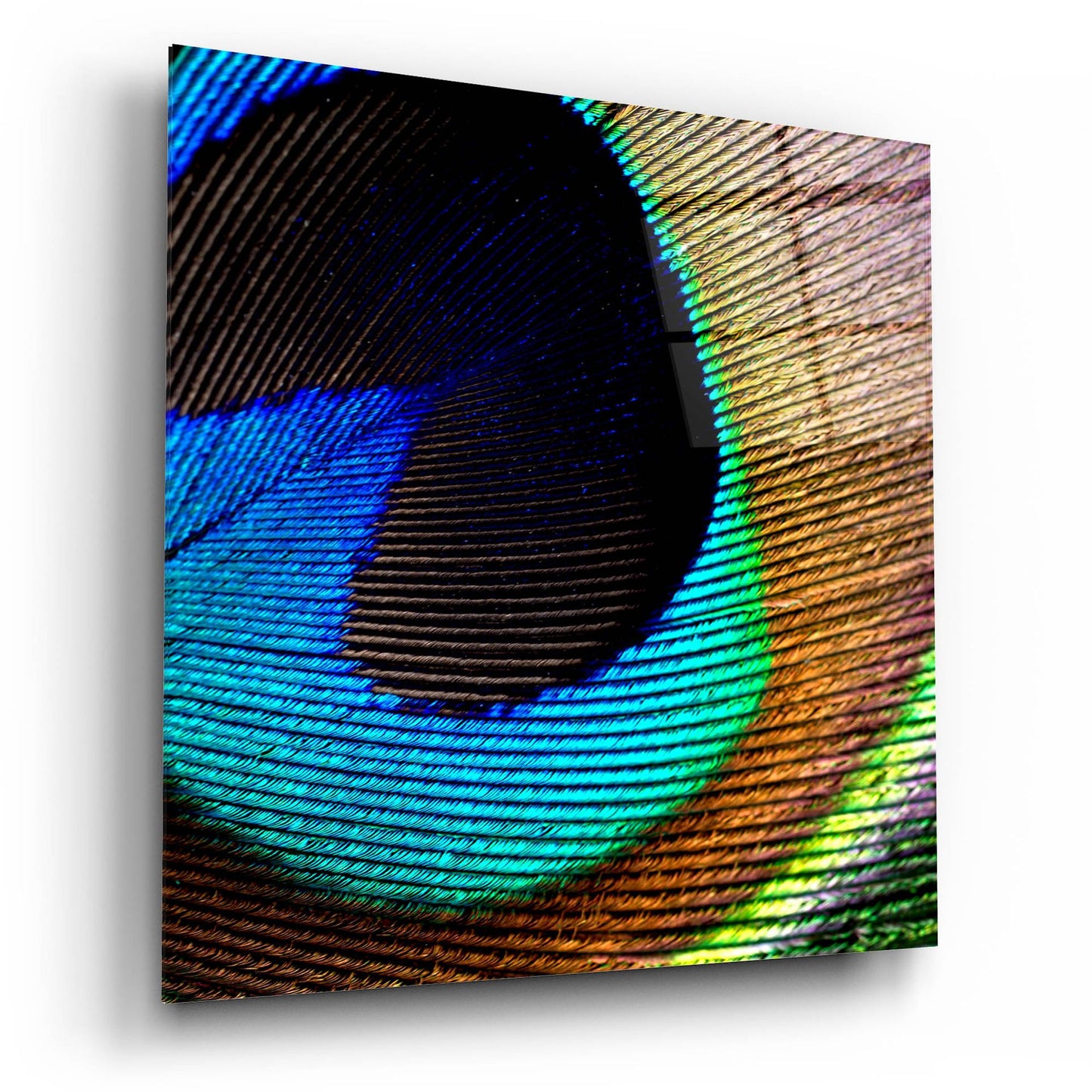 Epic Art 'Peacock Feather 02' by Tom Quartermaine, Acrylic Glass Wall Art,12x12