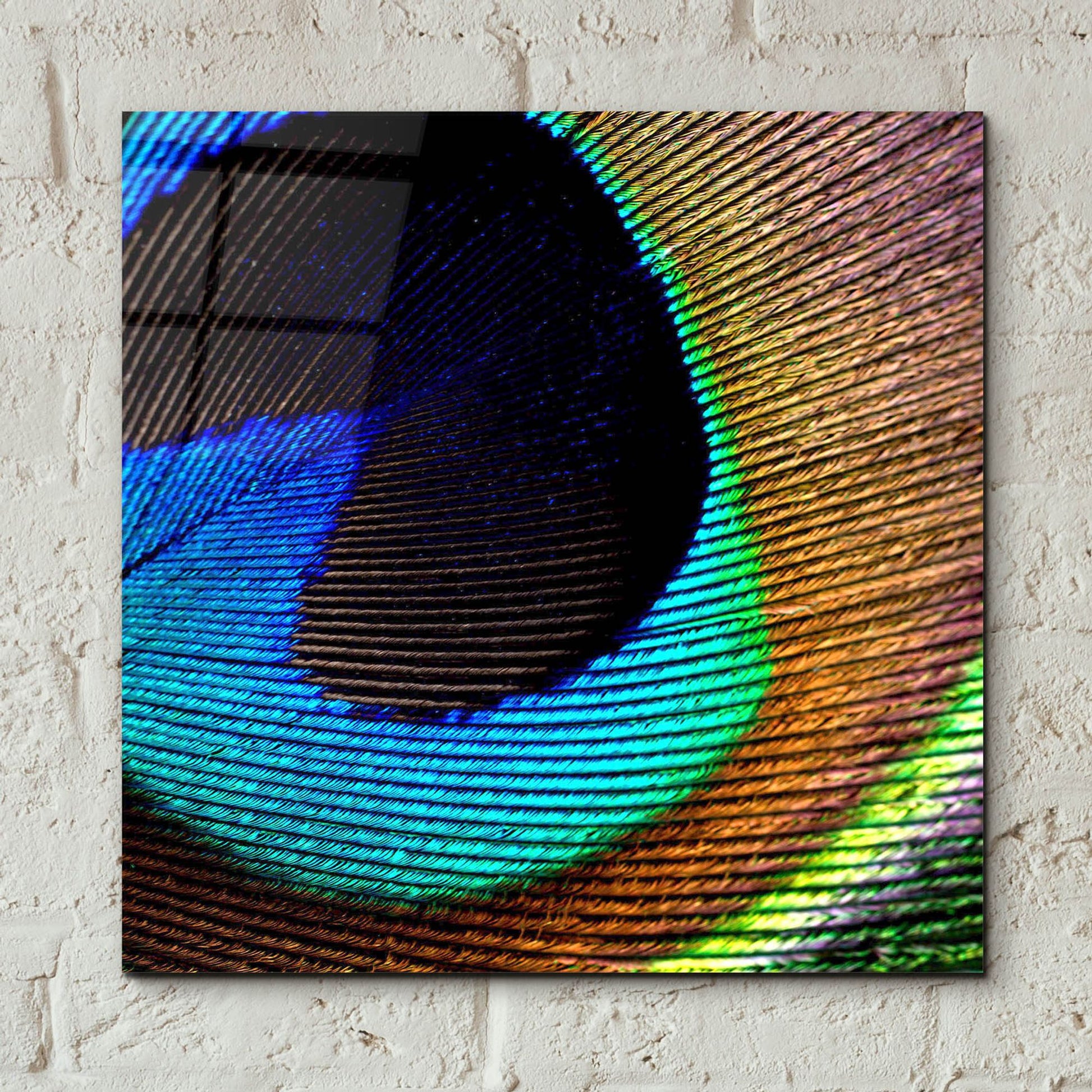 Epic Art 'Peacock Feather 02' by Tom Quartermaine, Acrylic Glass Wall Art,12x12