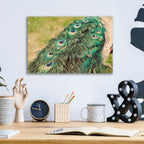 Epic Art 'Peacock Feather Tail 01' by Tom Quartermaine, Acrylic Glass Wall Art,16x12