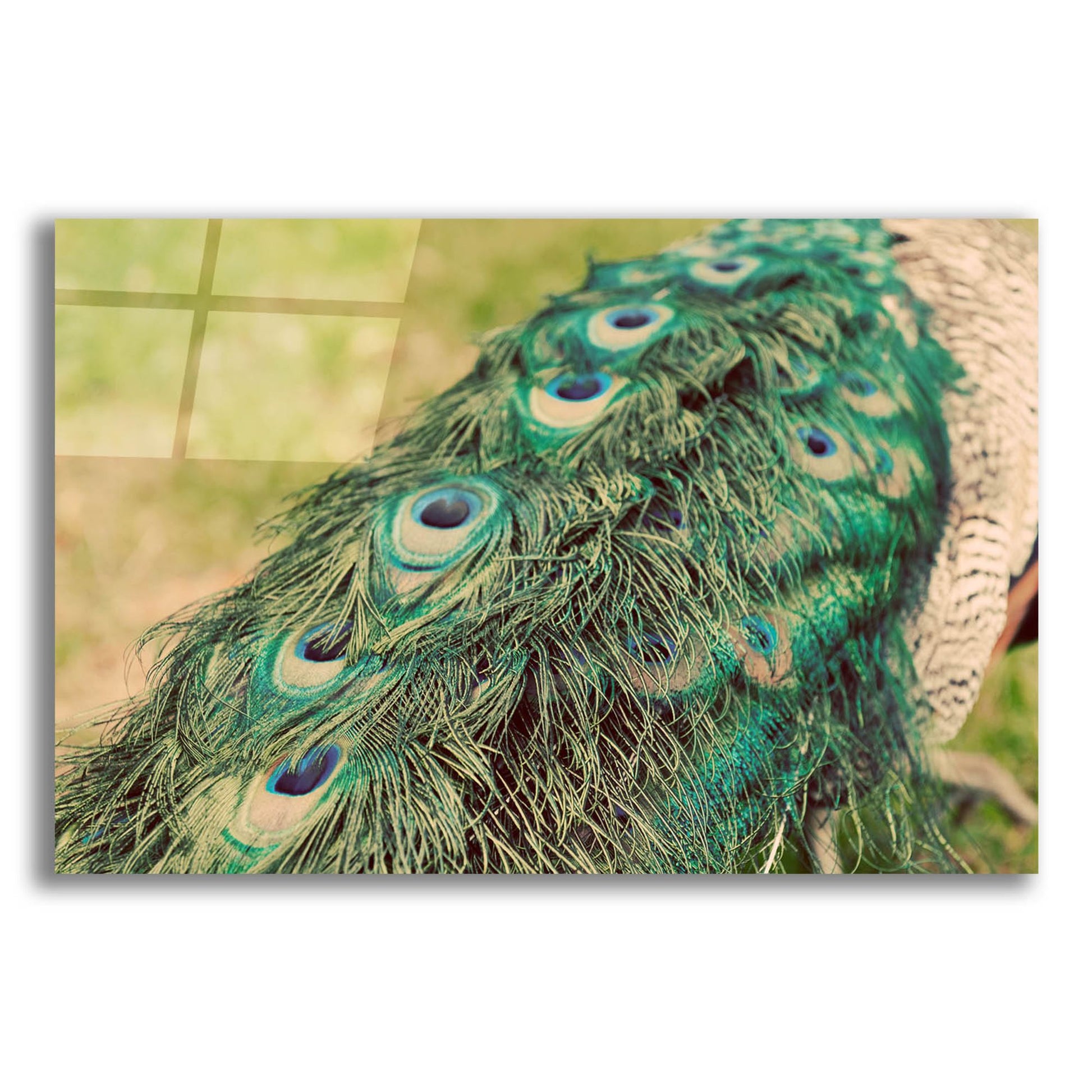 Epic Art 'Peacock Feather Tail 01' by Tom Quartermaine, Acrylic Glass Wall Art,24x16