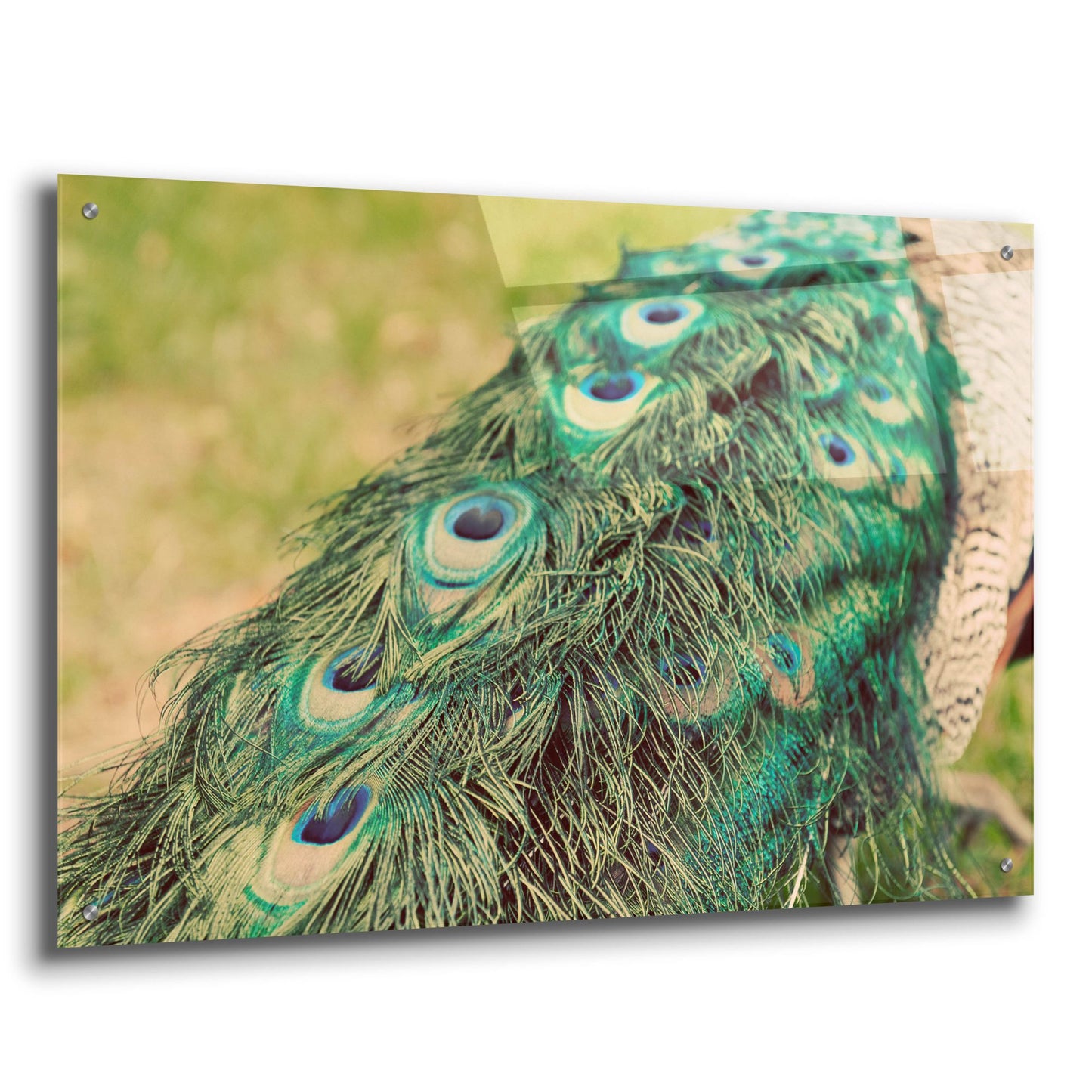 Epic Art 'Peacock Feather Tail 01' by Tom Quartermaine, Acrylic Glass Wall Art,36x24