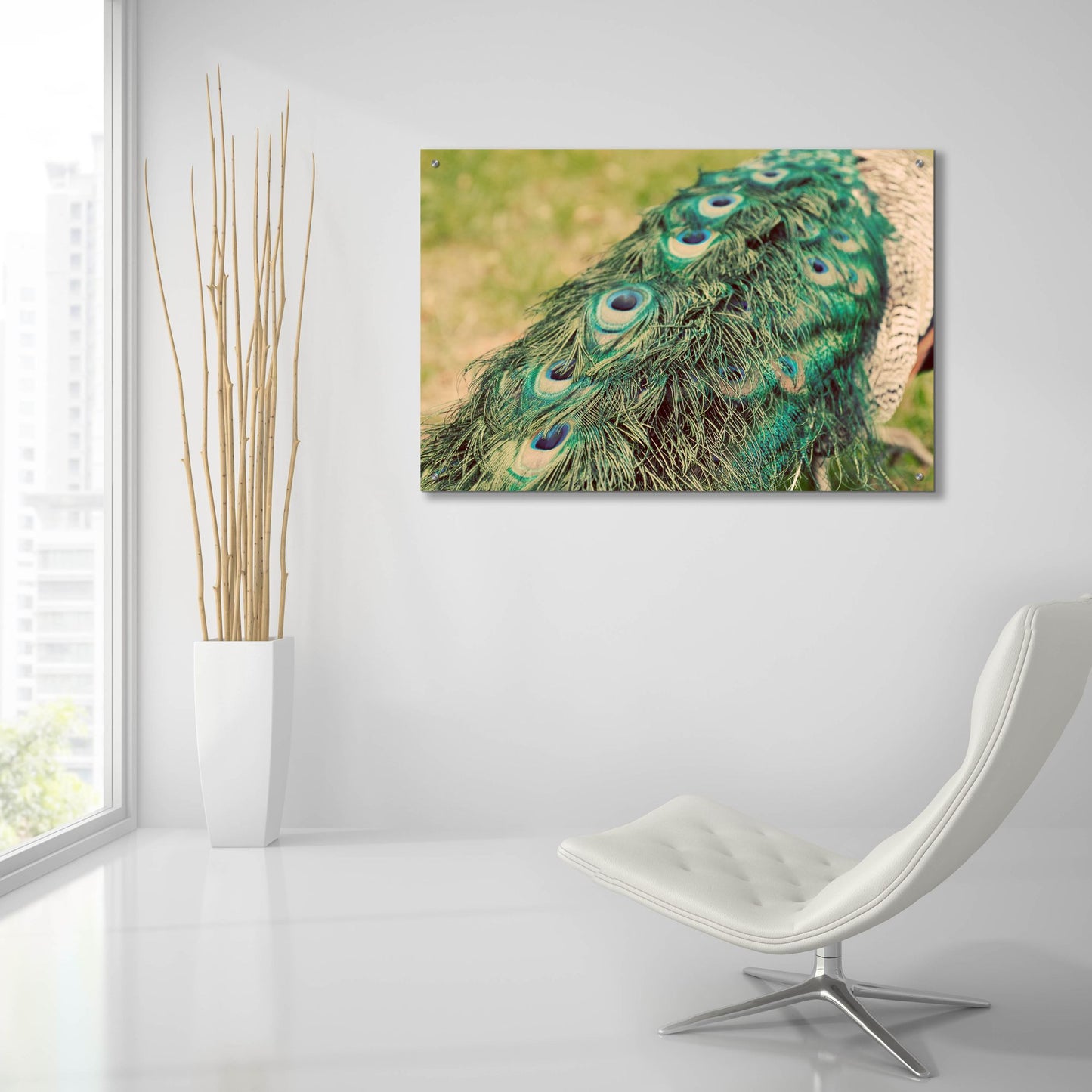 Epic Art 'Peacock Feather Tail 01' by Tom Quartermaine, Acrylic Glass Wall Art,36x24