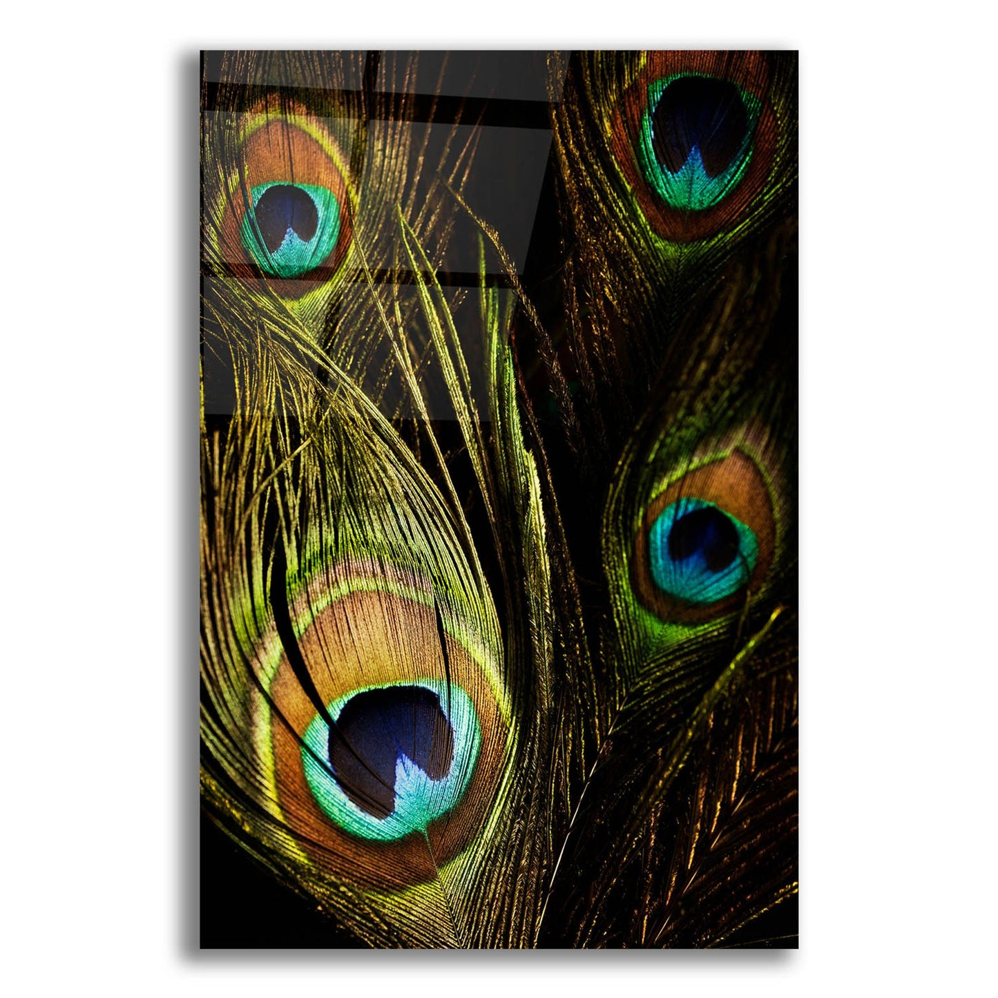 Epic Art 'Peacock Feathers 03' by Tom Quartermaine, Acrylic Glass Wall Art