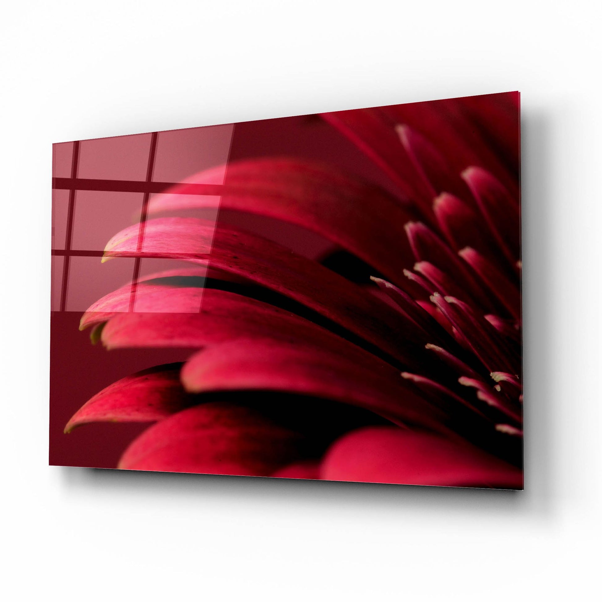 Epic Art 'Petals of a Red Gerbera' by Tom Quartermaine, Acrylic Glass Wall Art,16x12