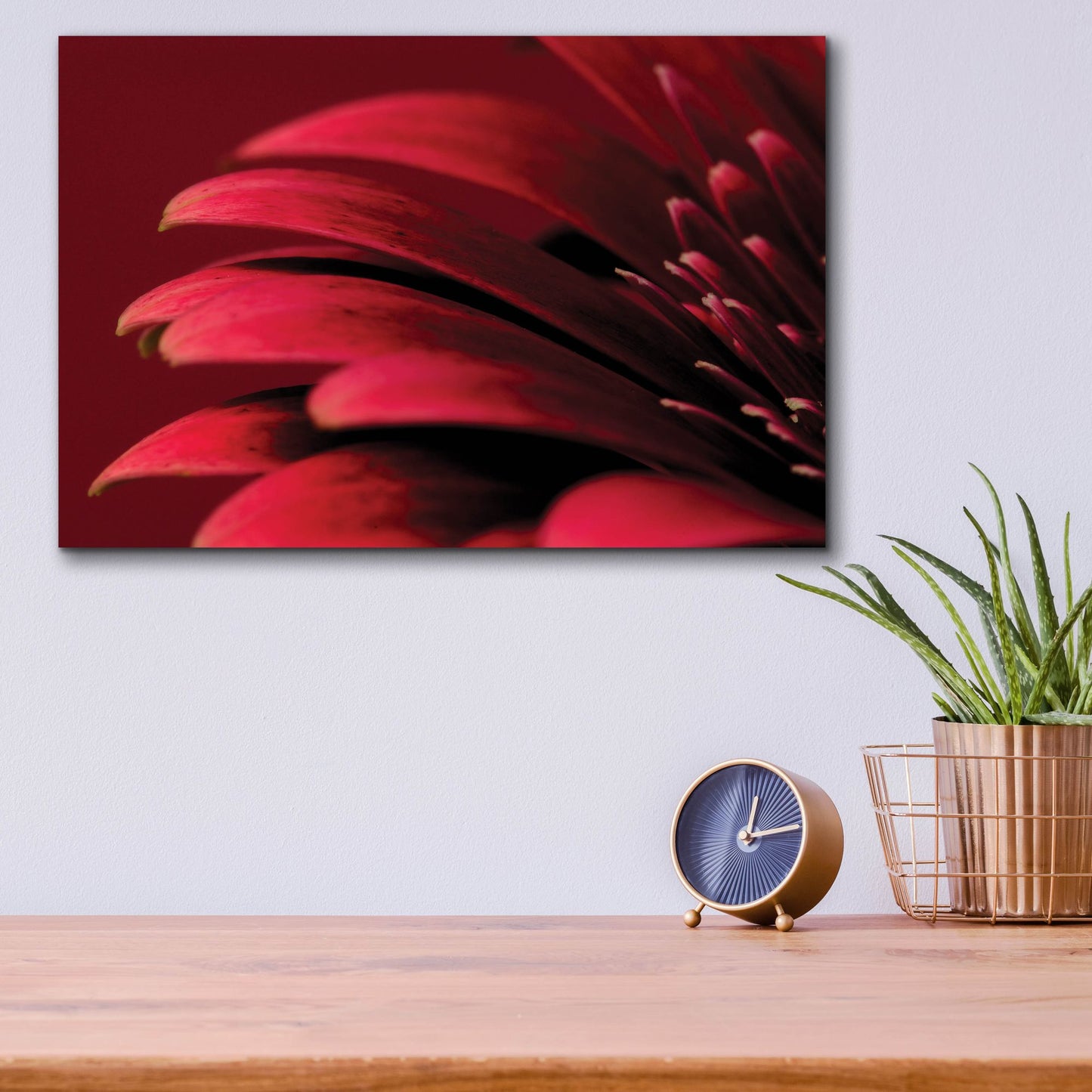 Epic Art 'Petals of a Red Gerbera' by Tom Quartermaine, Acrylic Glass Wall Art,16x12