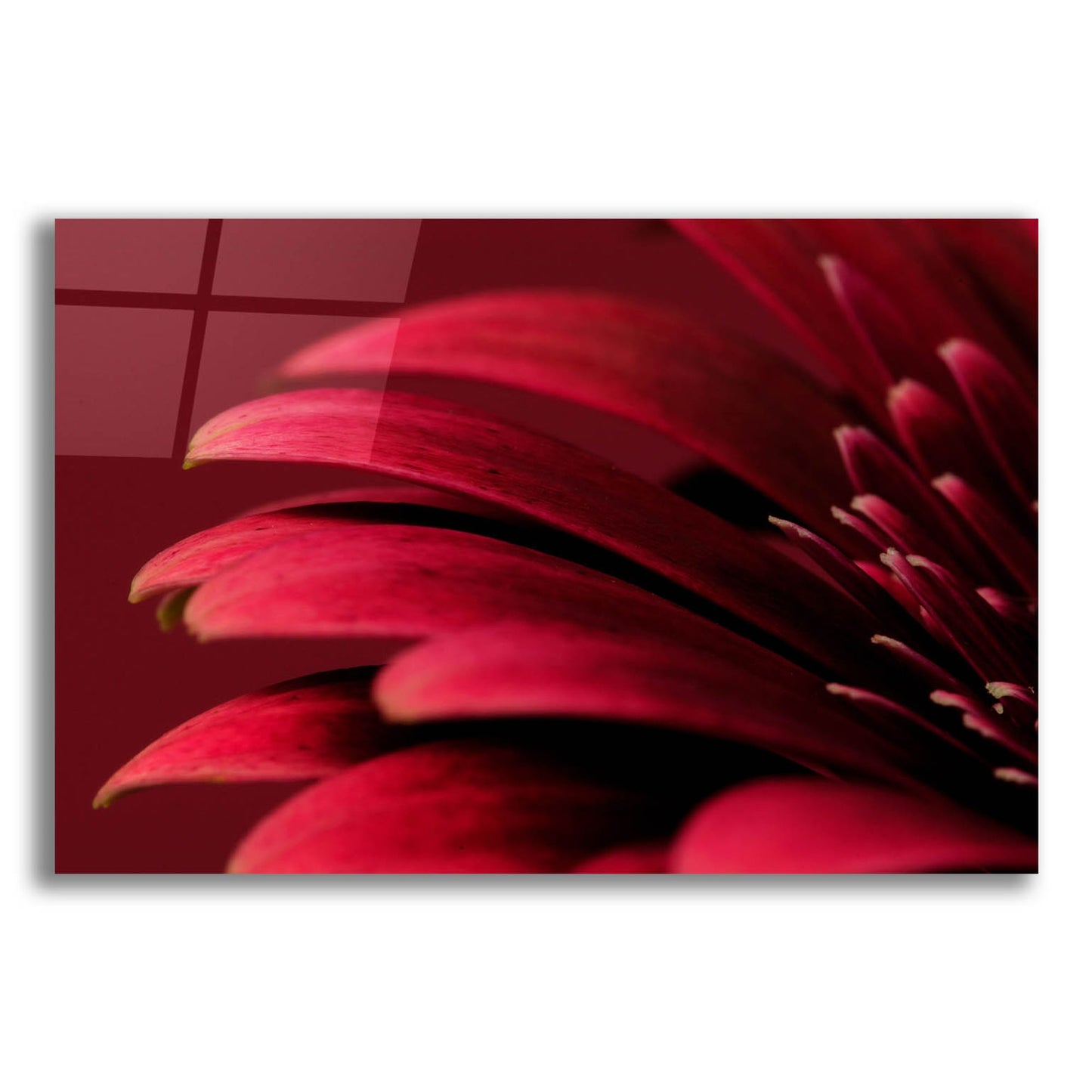 Epic Art 'Petals of a Red Gerbera' by Tom Quartermaine, Acrylic Glass Wall Art,24x16