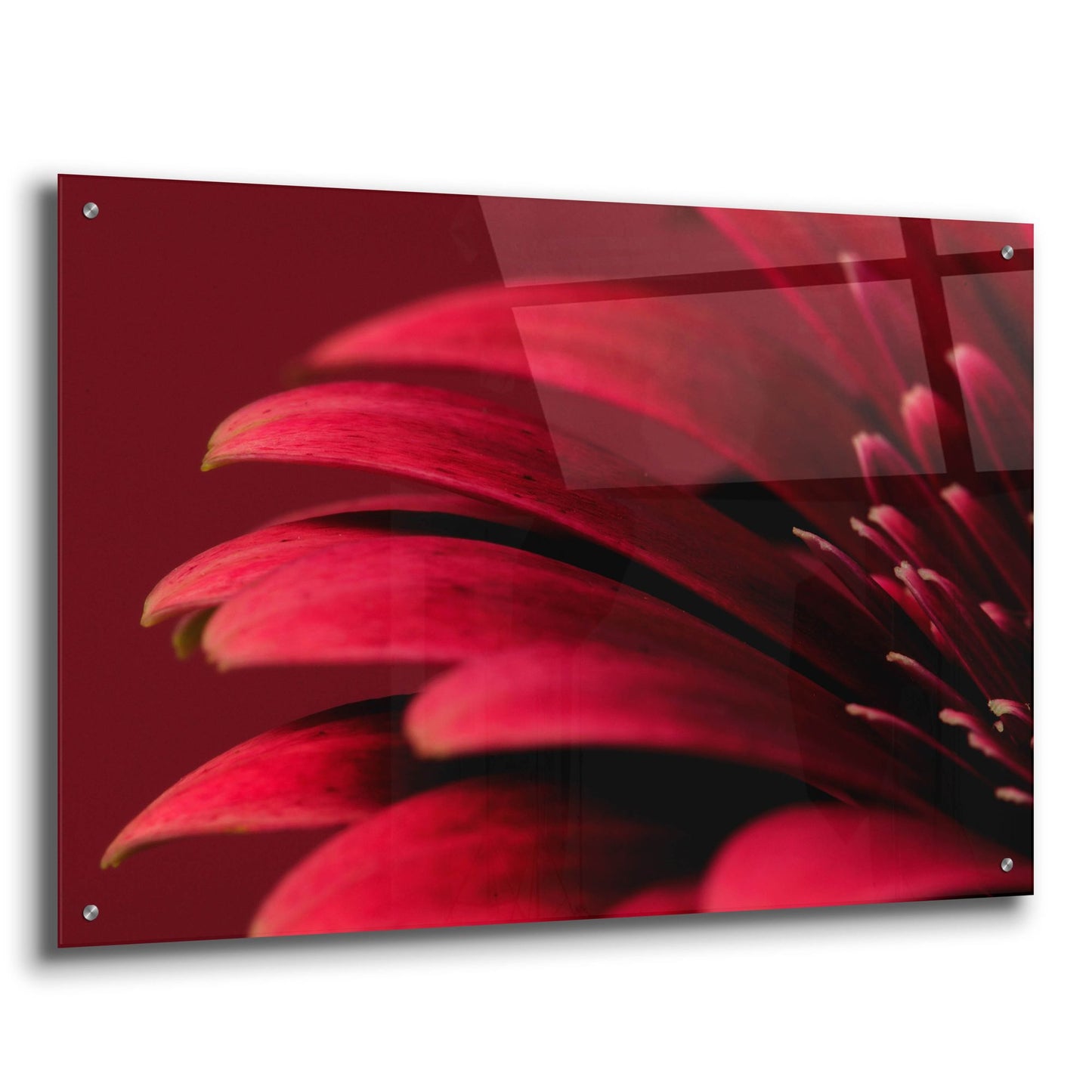 Epic Art 'Petals of a Red Gerbera' by Tom Quartermaine, Acrylic Glass Wall Art,36x24