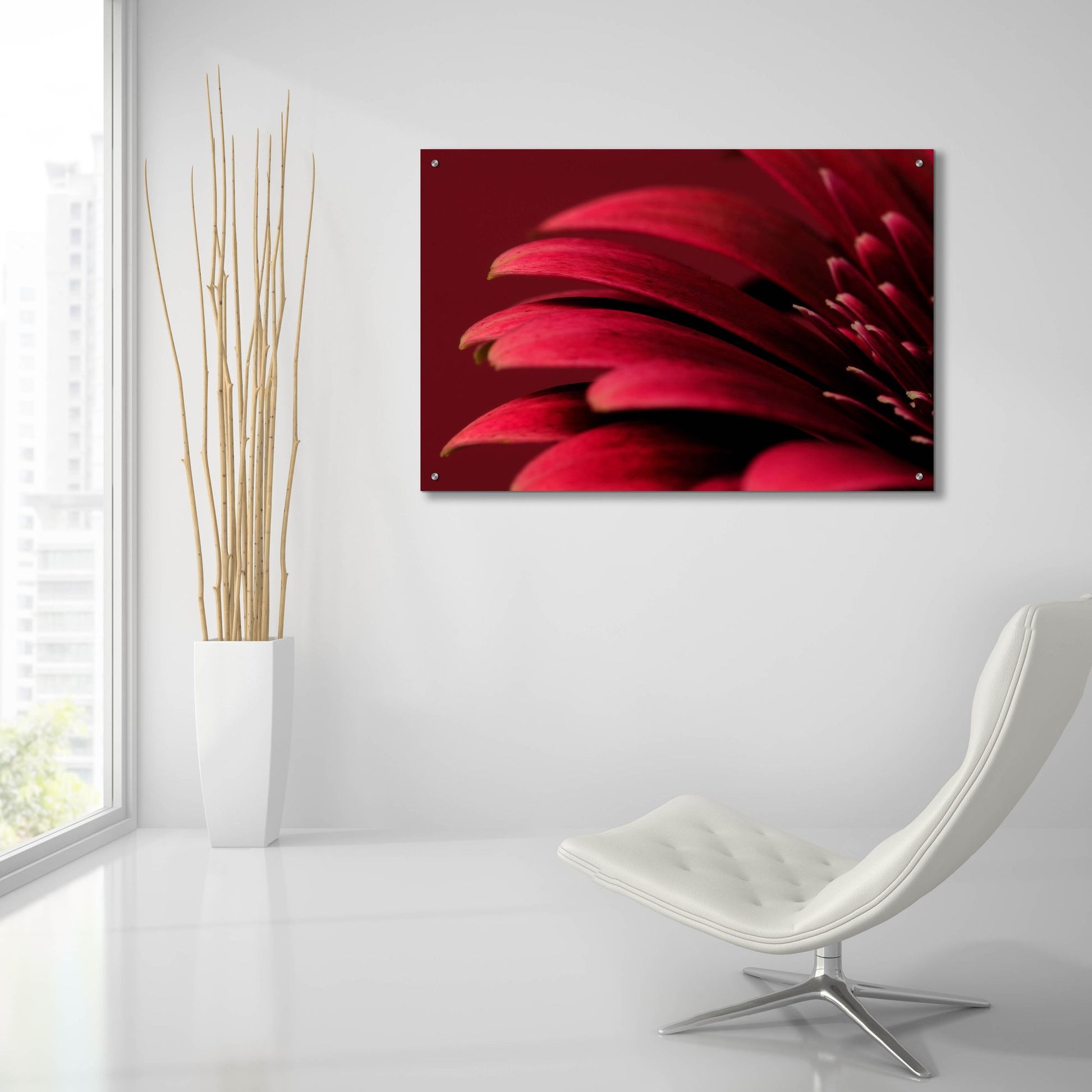 Epic Art 'Petals of a Red Gerbera' by Tom Quartermaine, Acrylic Glass Wall Art,36x24