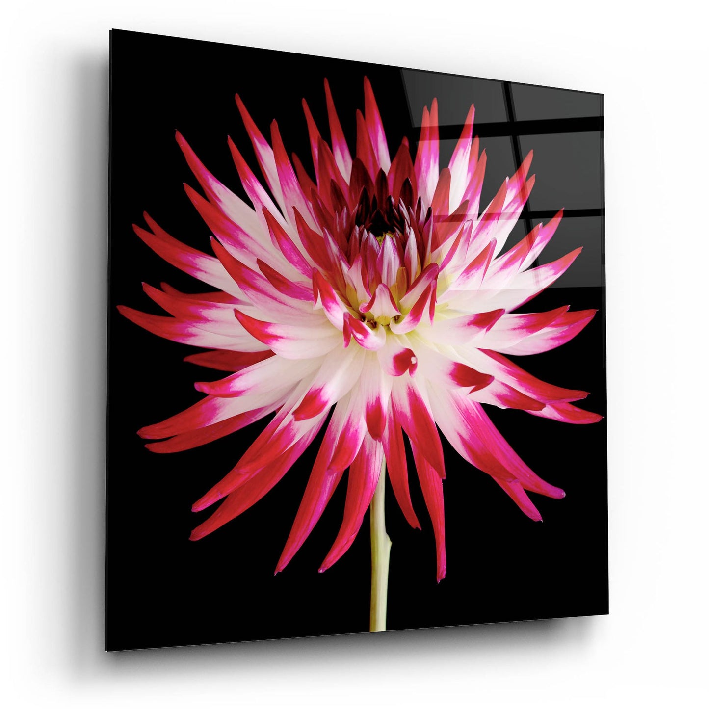 Epic Art 'Pink and White Dahlia on Black' by Tom Quartermaine, Acrylic Glass Wall Art,12x12