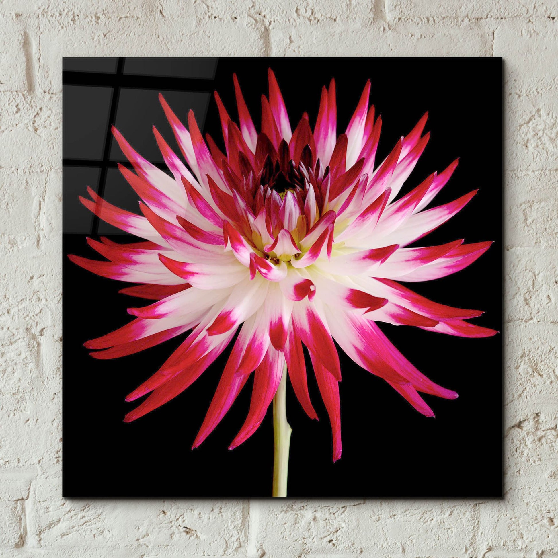 Epic Art 'Pink and White Dahlia on Black' by Tom Quartermaine, Acrylic Glass Wall Art,12x12