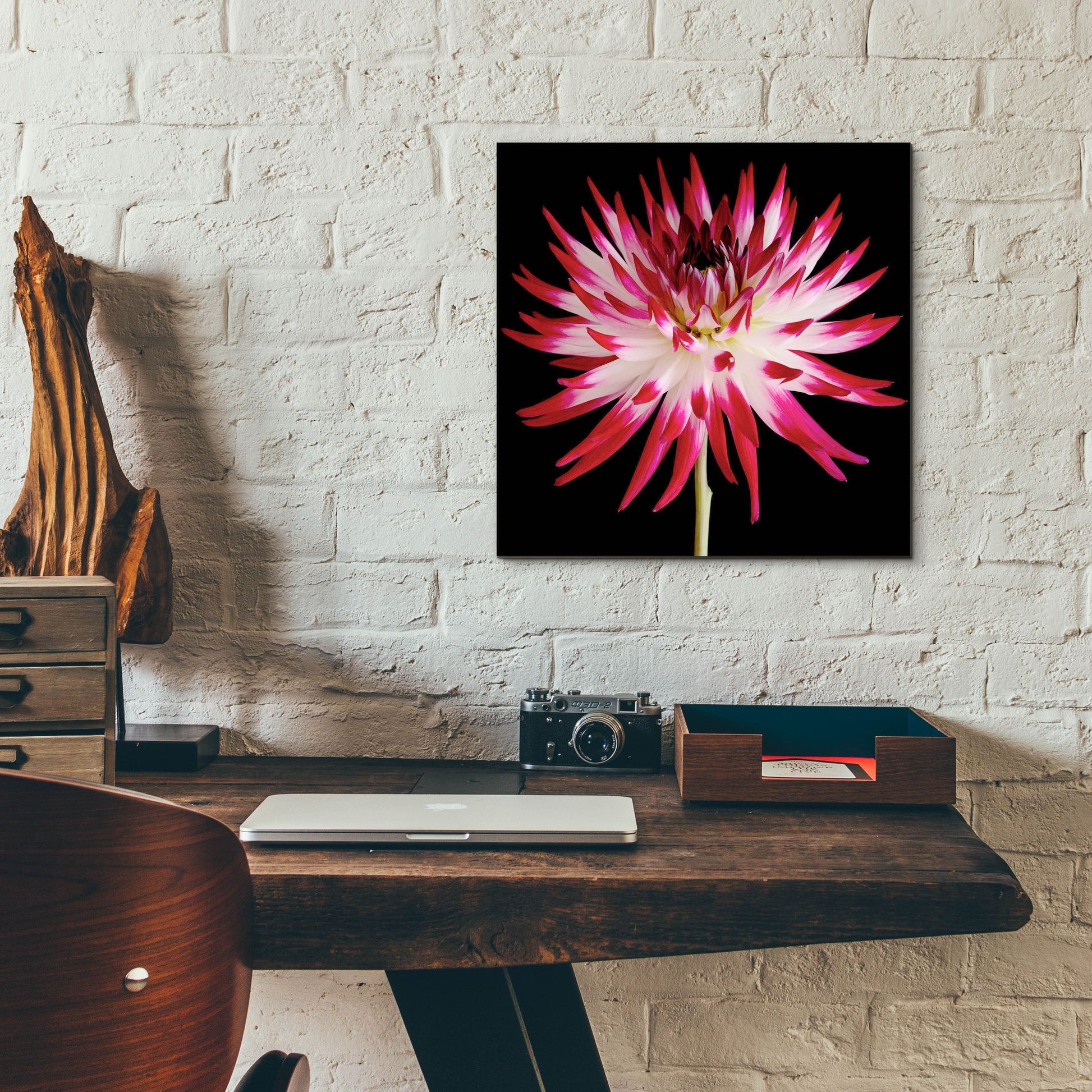 Epic Art 'Pink and White Dahlia on Black' by Tom Quartermaine, Acrylic Glass Wall Art,12x12