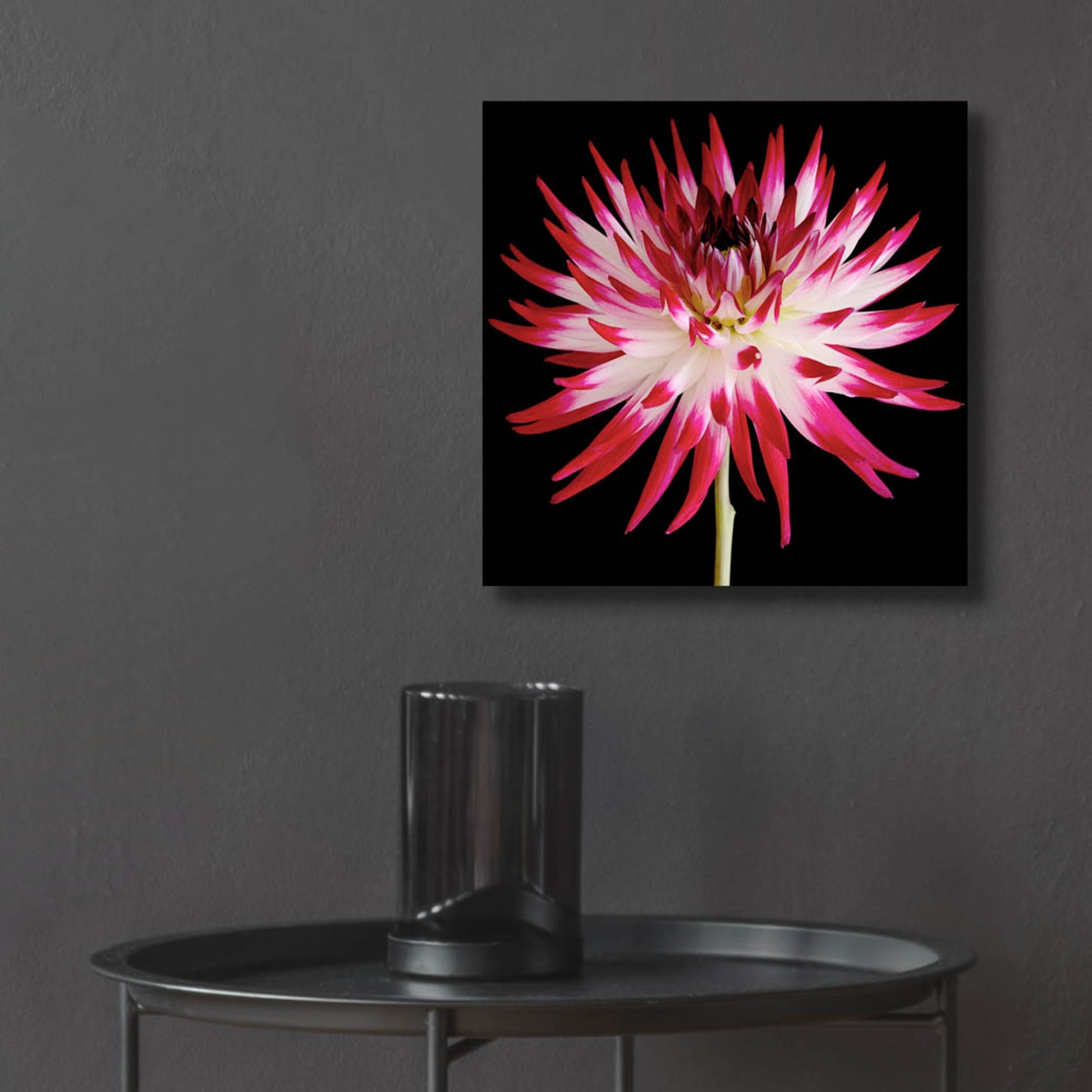 Epic Art 'Pink and White Dahlia on Black' by Tom Quartermaine, Acrylic Glass Wall Art,12x12