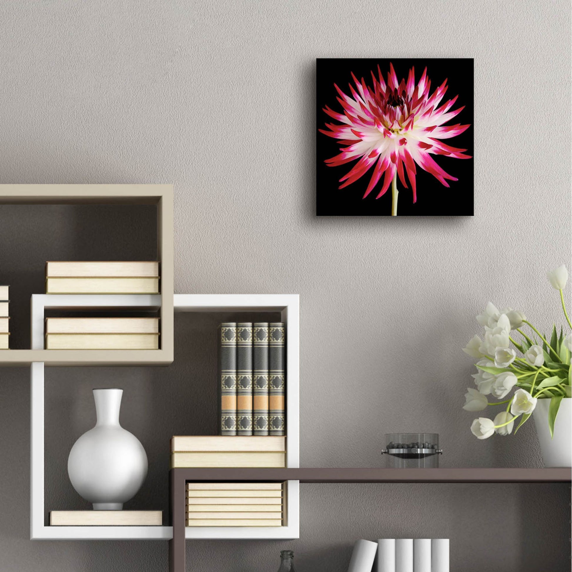 Epic Art 'Pink and White Dahlia on Black' by Tom Quartermaine, Acrylic Glass Wall Art,12x12