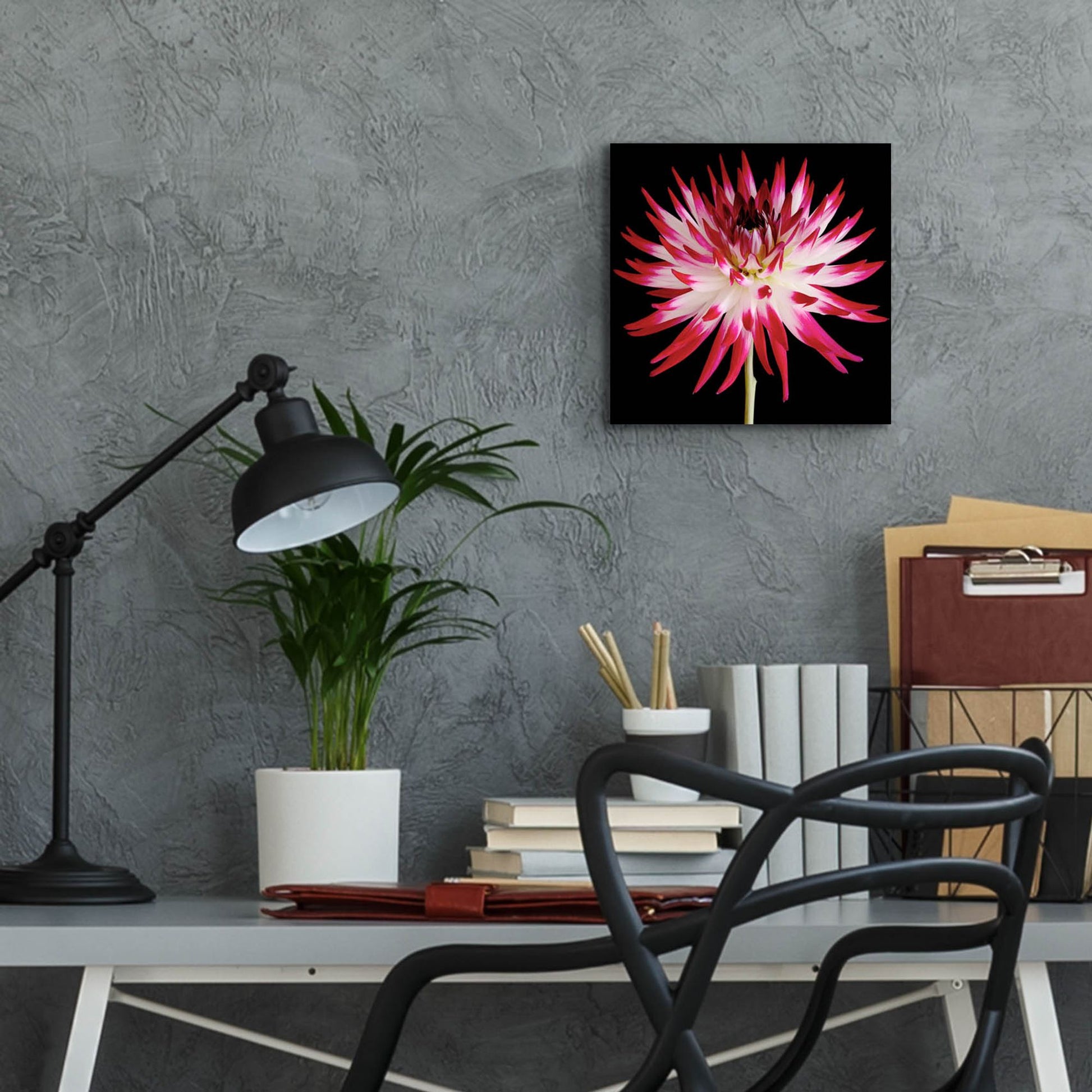 Epic Art 'Pink and White Dahlia on Black' by Tom Quartermaine, Acrylic Glass Wall Art,12x12