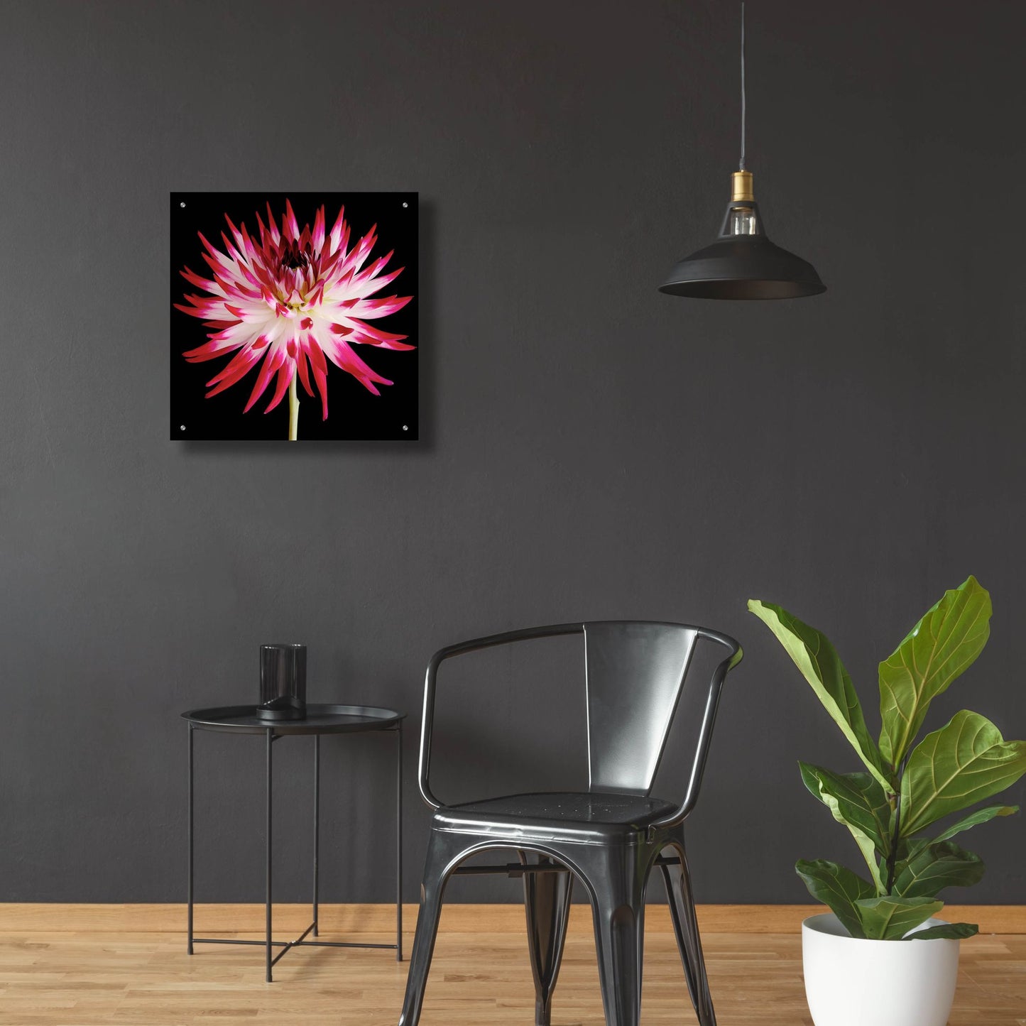 Epic Art 'Pink and White Dahlia on Black' by Tom Quartermaine, Acrylic Glass Wall Art,24x24