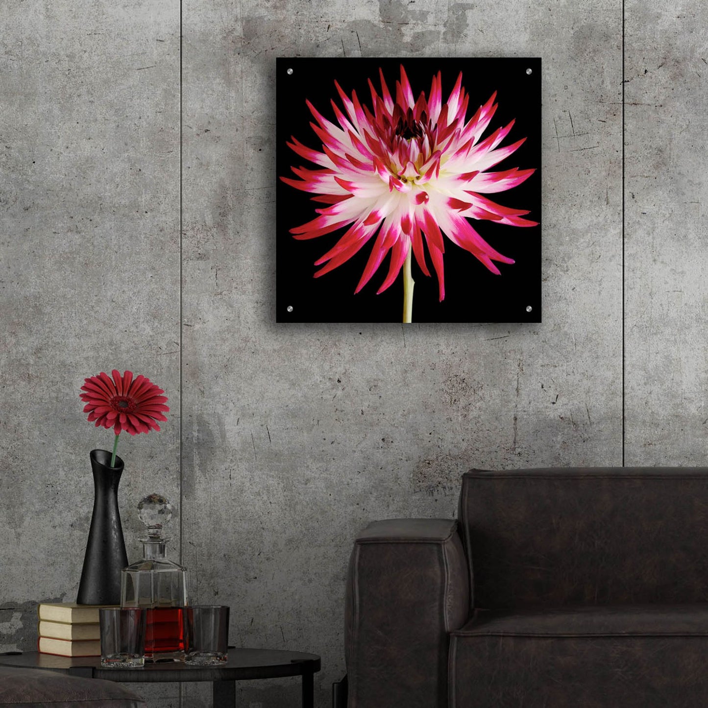 Epic Art 'Pink and White Dahlia on Black' by Tom Quartermaine, Acrylic Glass Wall Art,24x24