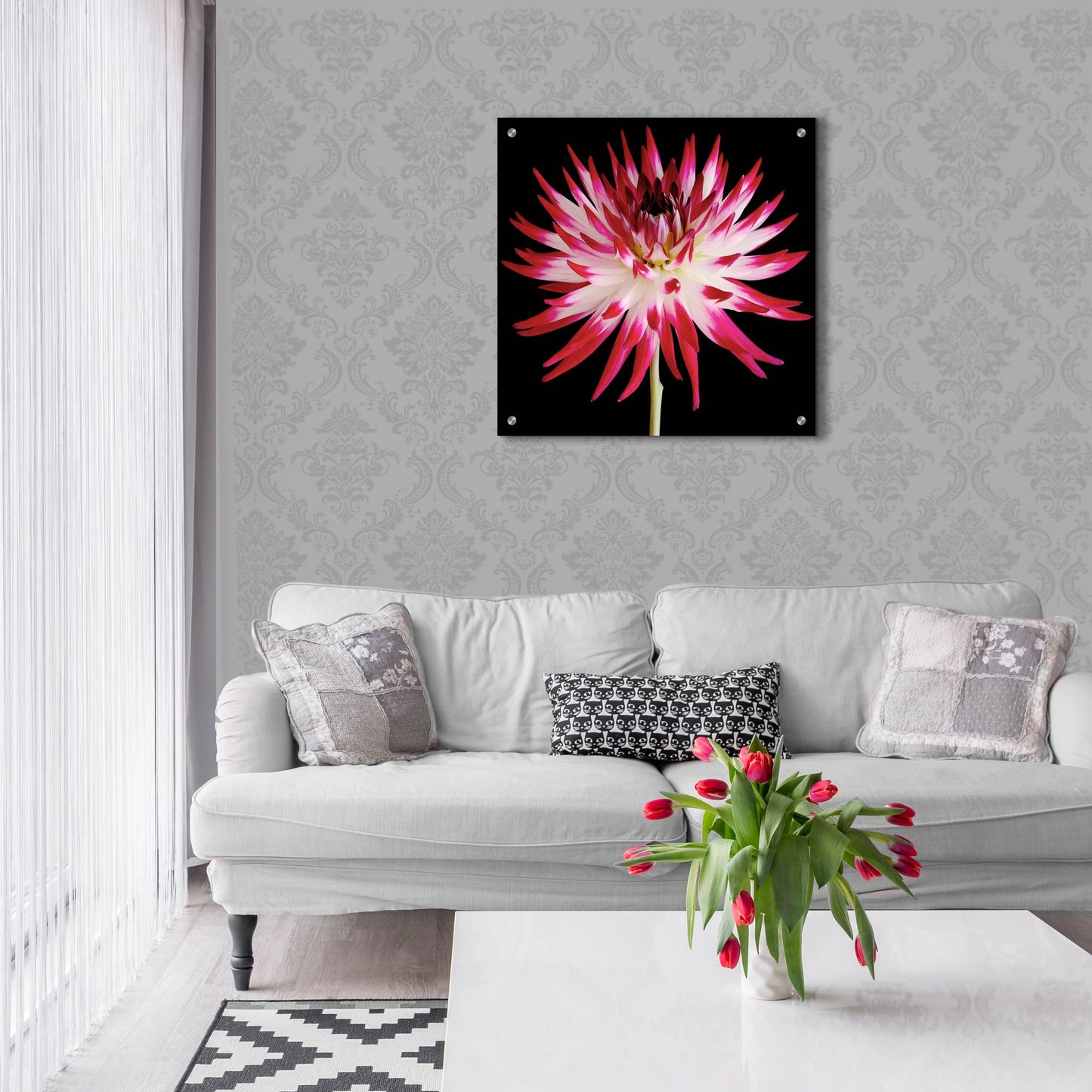 Epic Art 'Pink and White Dahlia on Black' by Tom Quartermaine, Acrylic Glass Wall Art,24x24